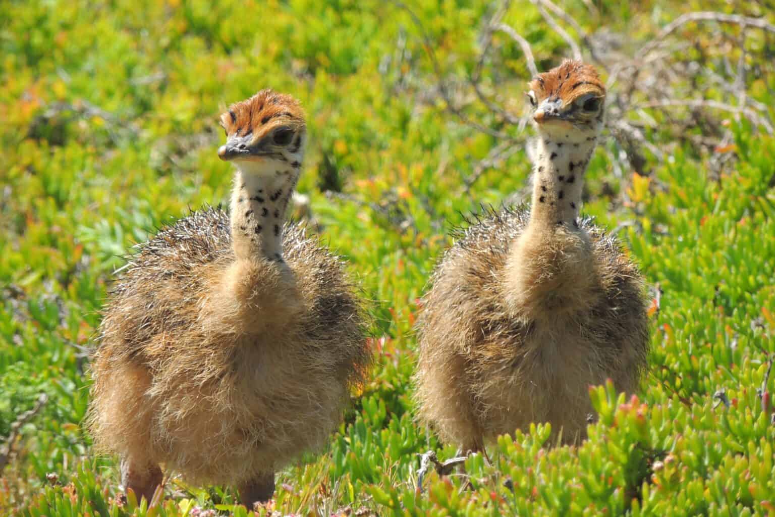 What Is a Baby Ostrich Called? (Facts & Pictures!)
