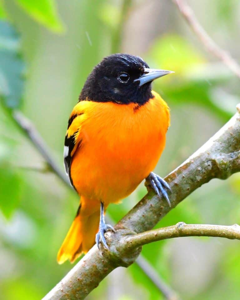 49 Birds With Orange Chests (With Pictures) Bird Helpful