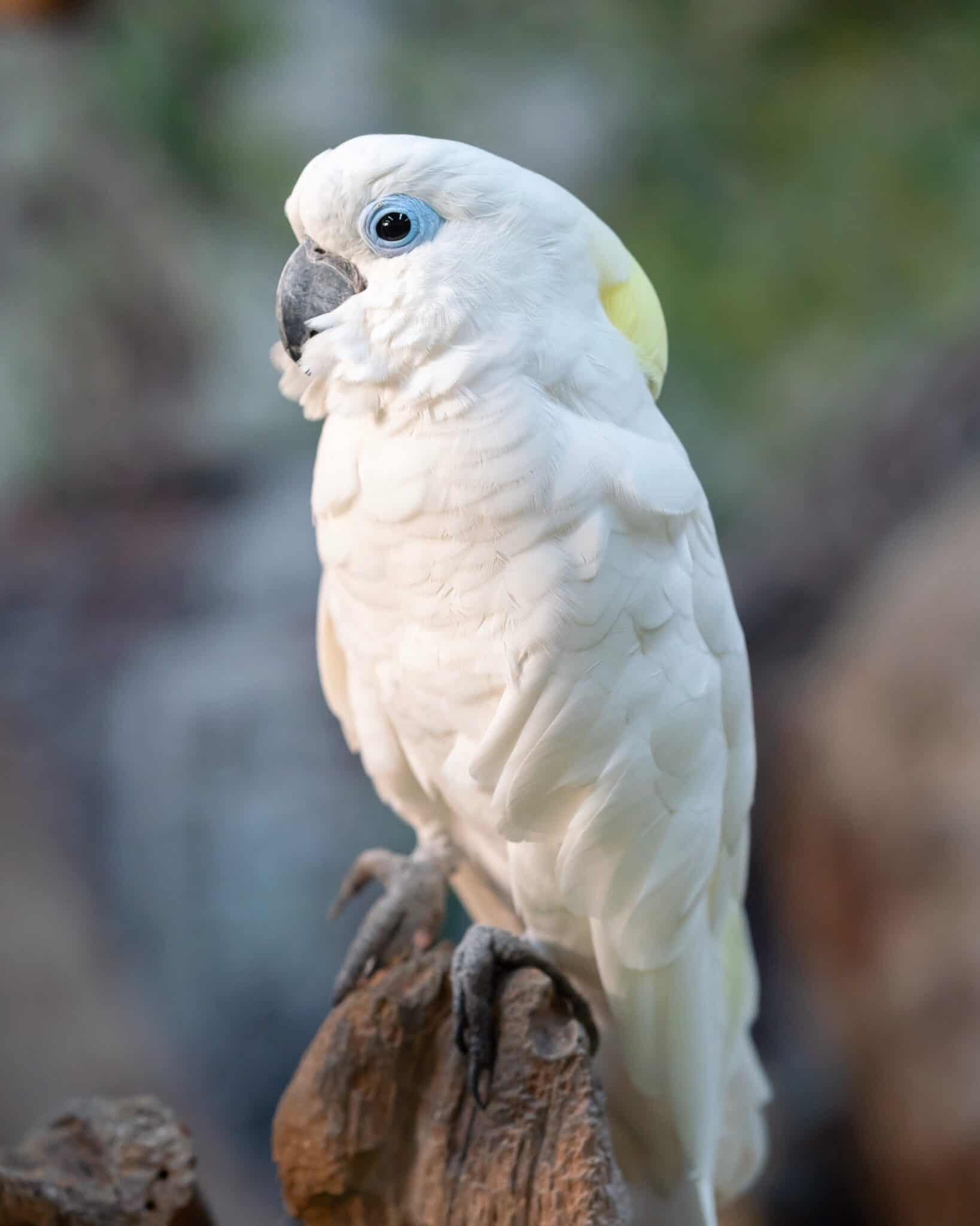 How Much Does a Cockatoo Cost? (2024 Updated)