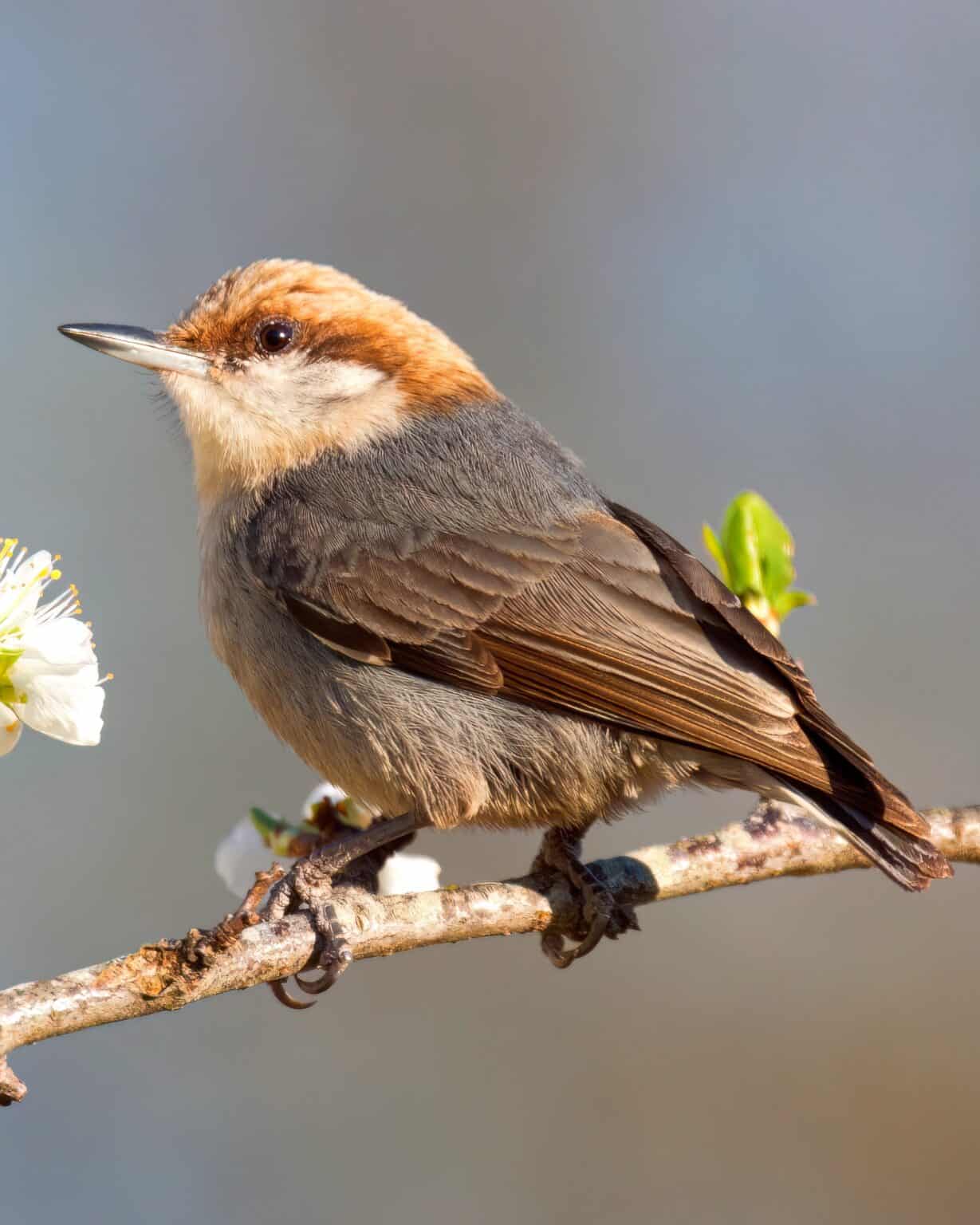 Interesting Long Beak Small Brown Bird Pictures