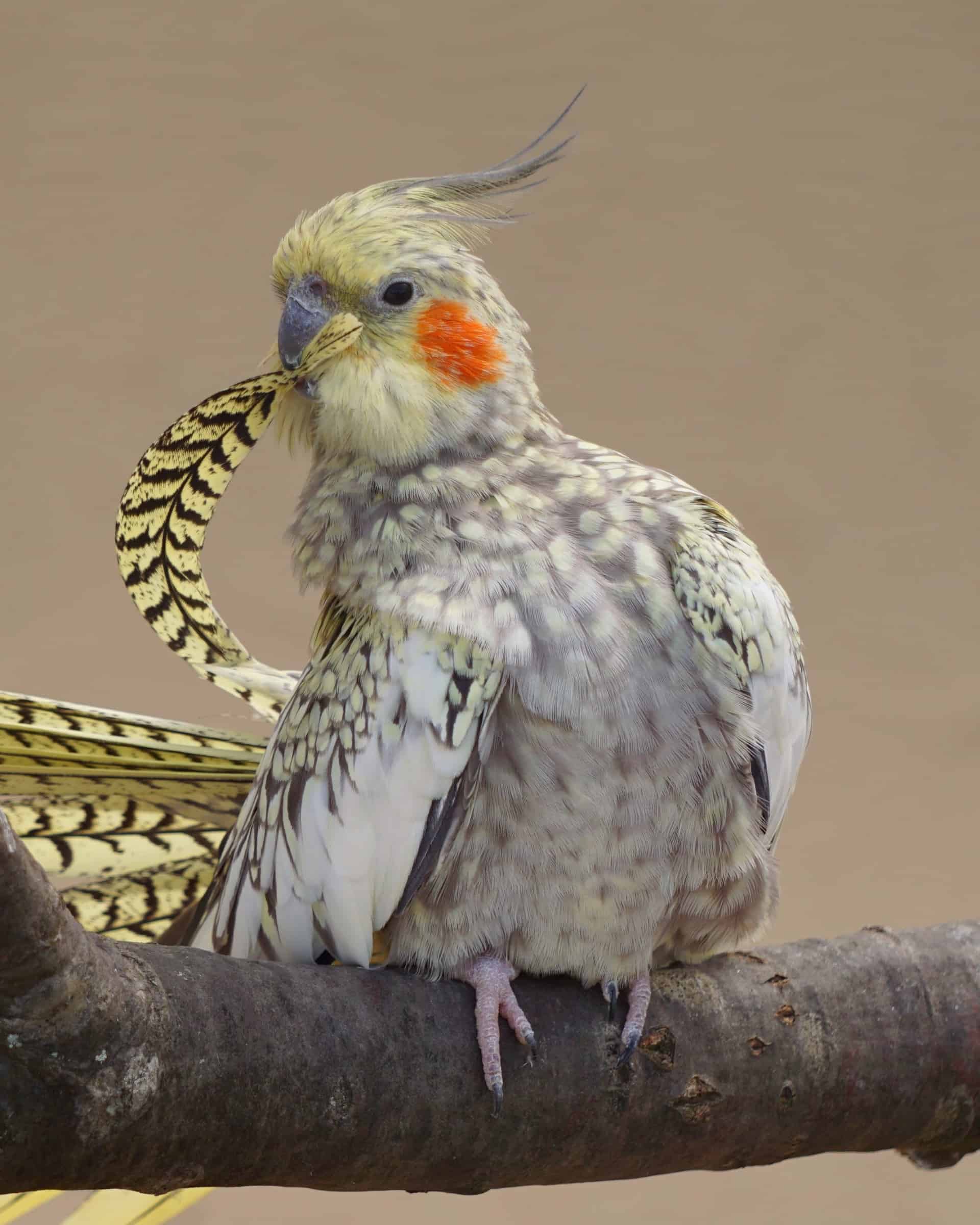 How Much Does a Cockatiel Cost? (2024 Updated)