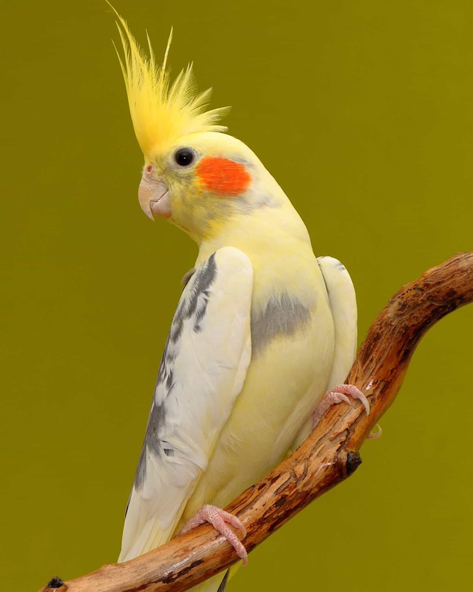 How Much Does a Cockatoo Cost? (2024 Updated)