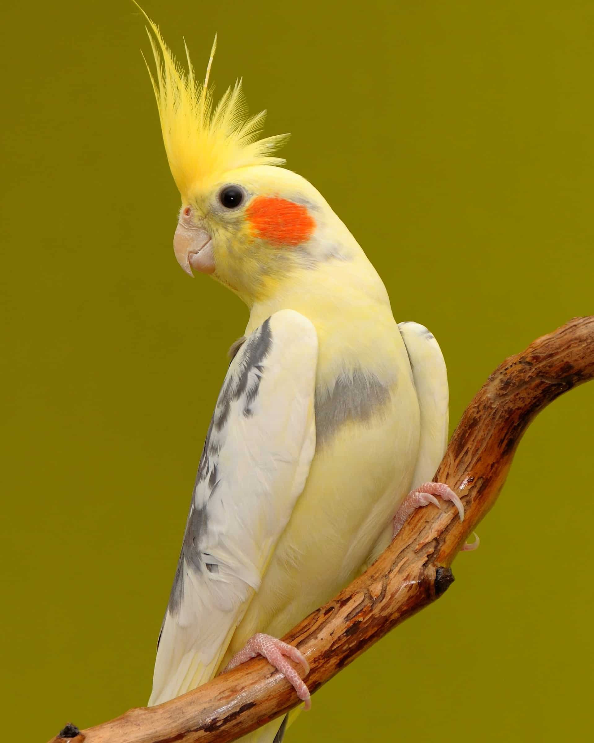 How Much Does a Cockatoo Cost? (2024 Updated)