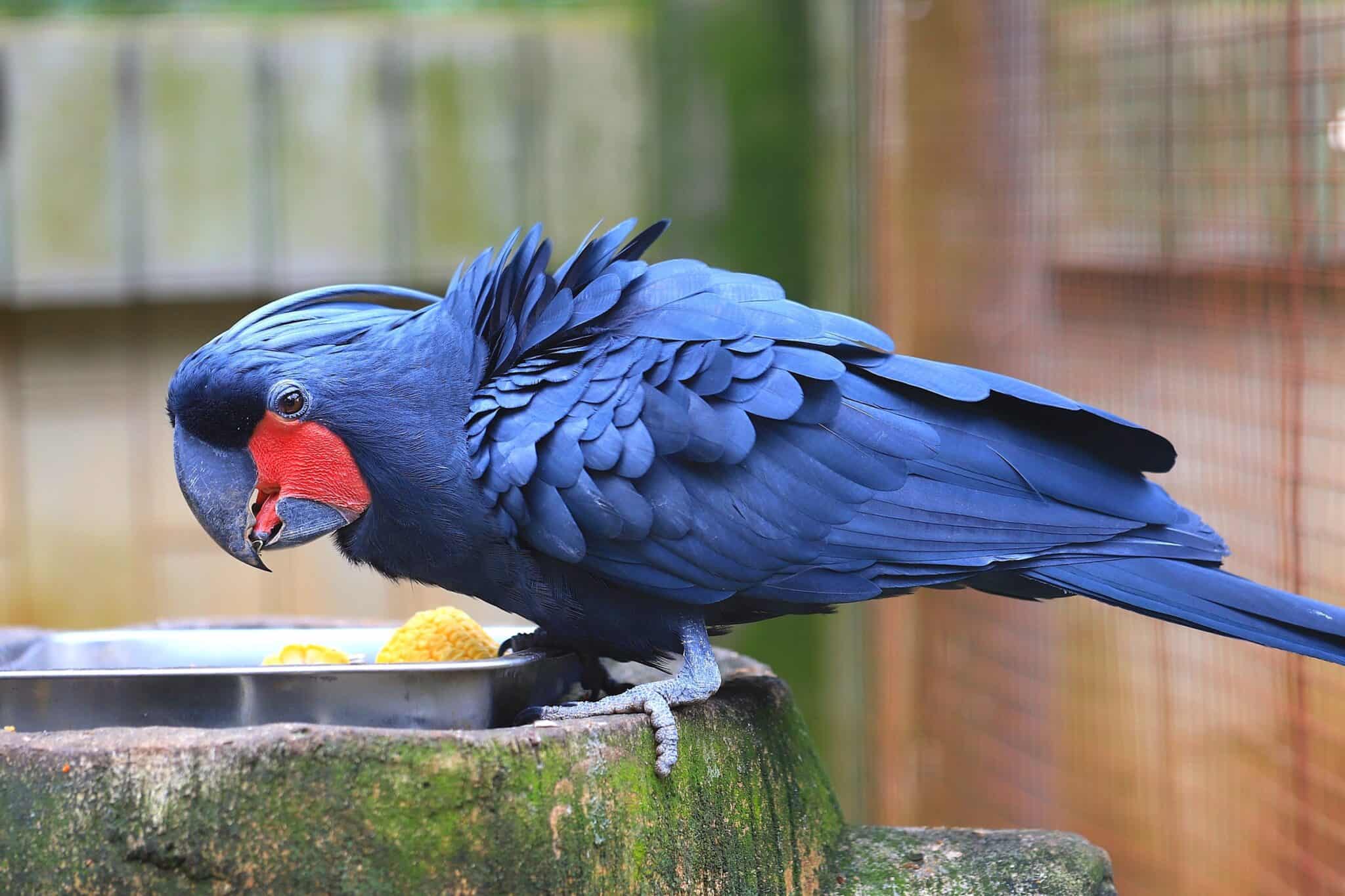 How Much Does a Cockatoo Cost? (2024 Updated)