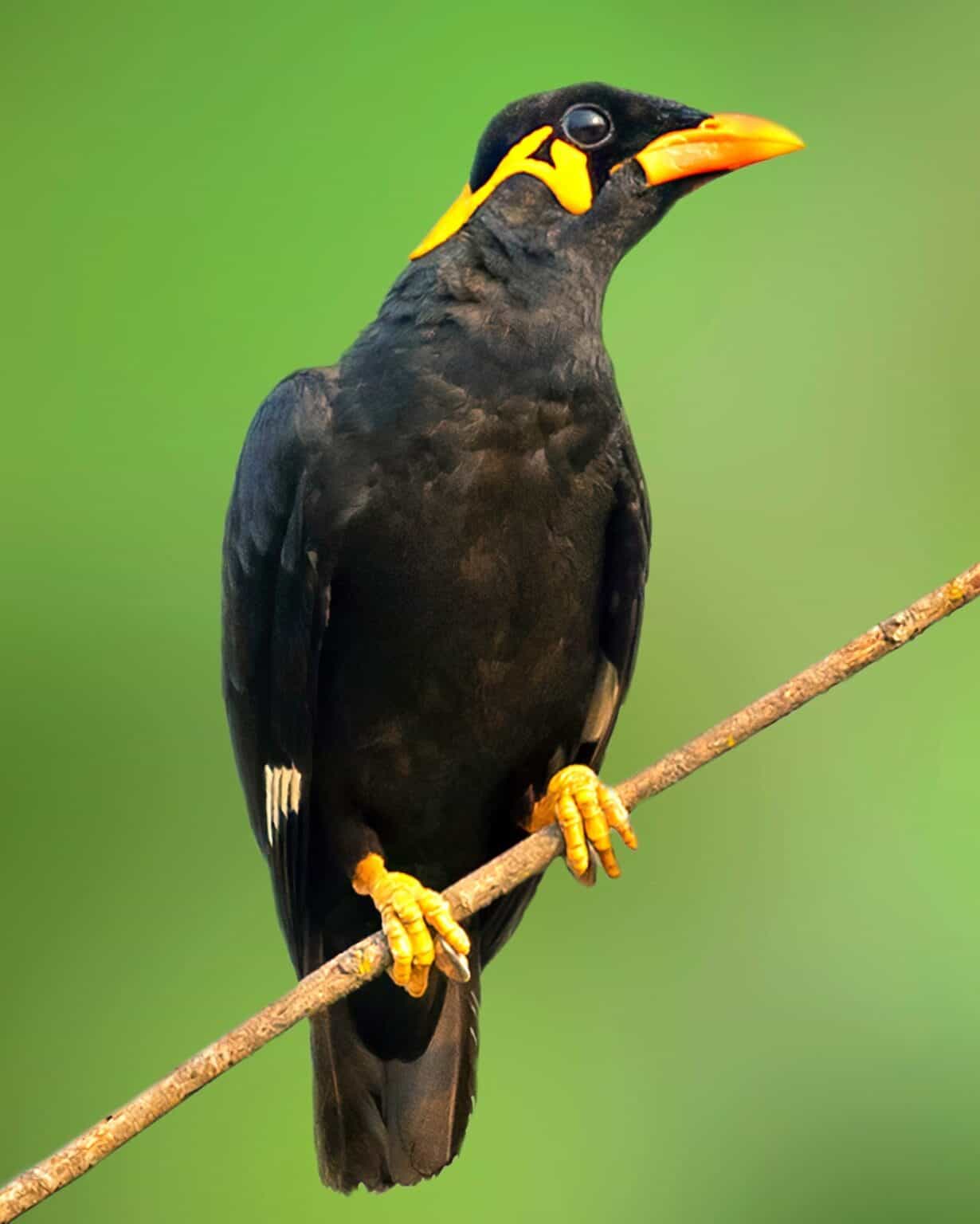 28 Black Birds With Yellow Beaks Bird Helpful