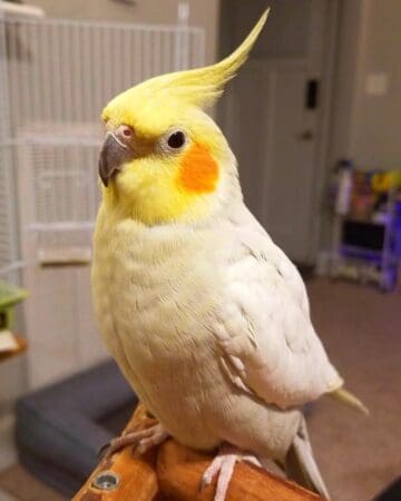 How Much Does a Cockatiel Cost? (2025 Updated)