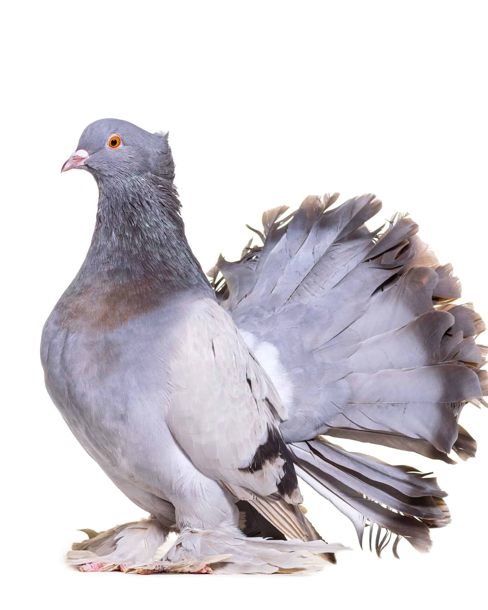 59 Different Types of Pigeons (With Pictures & Names)