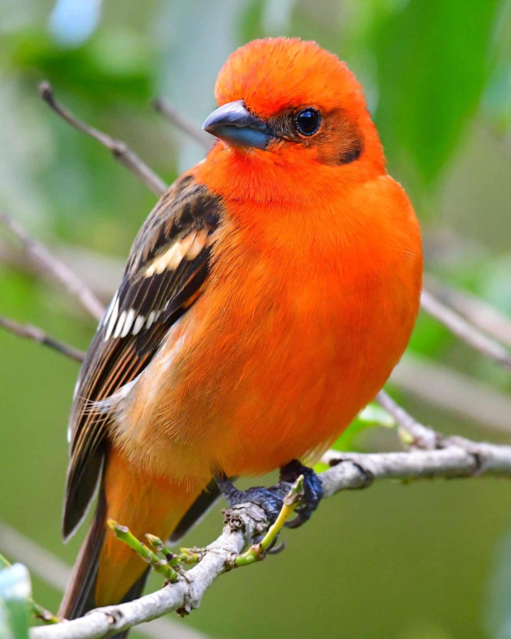 49 Birds With Orange Chests (With Pictures) - Bird Helpful