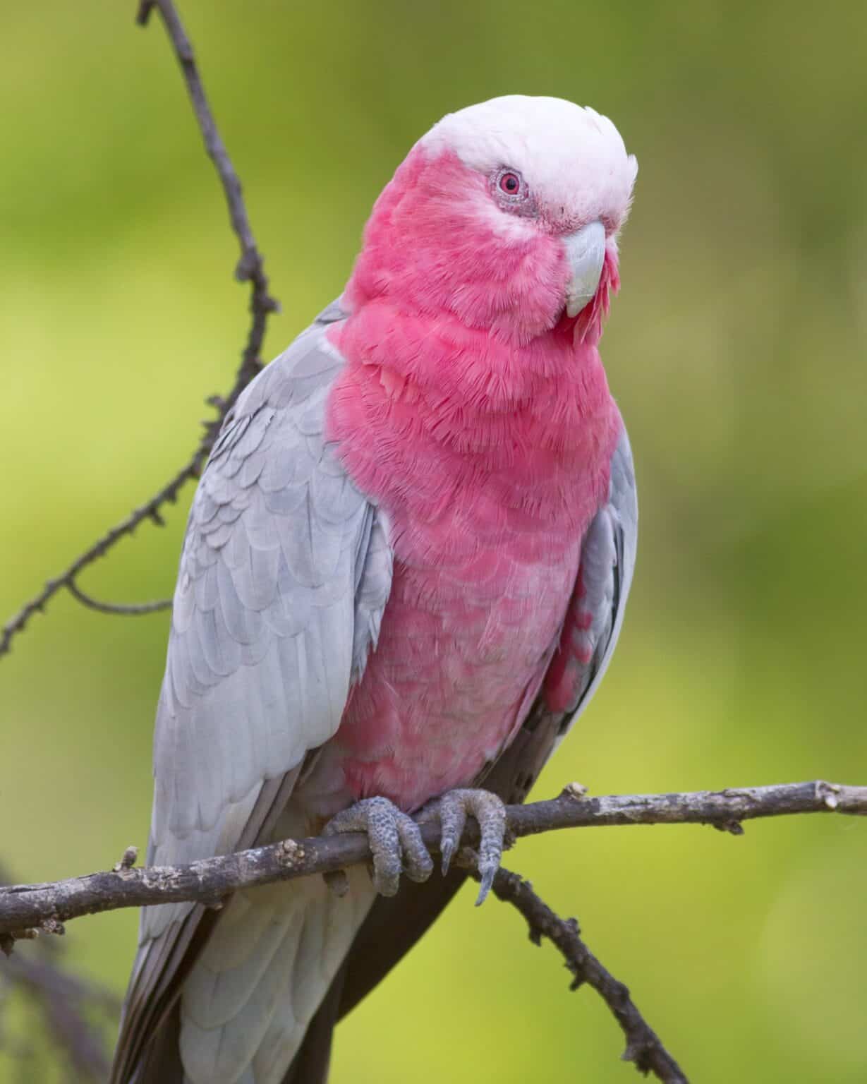 How Much Does a Cockatoo Cost? (2024 Updated)