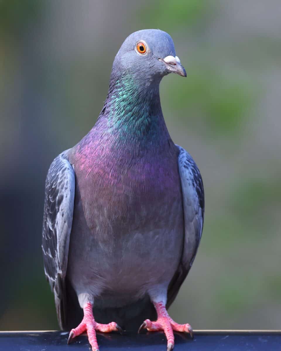 59 Different Types Of Pigeons With Pictures Names 59 Different Types Of Pigeons With Pictures Names