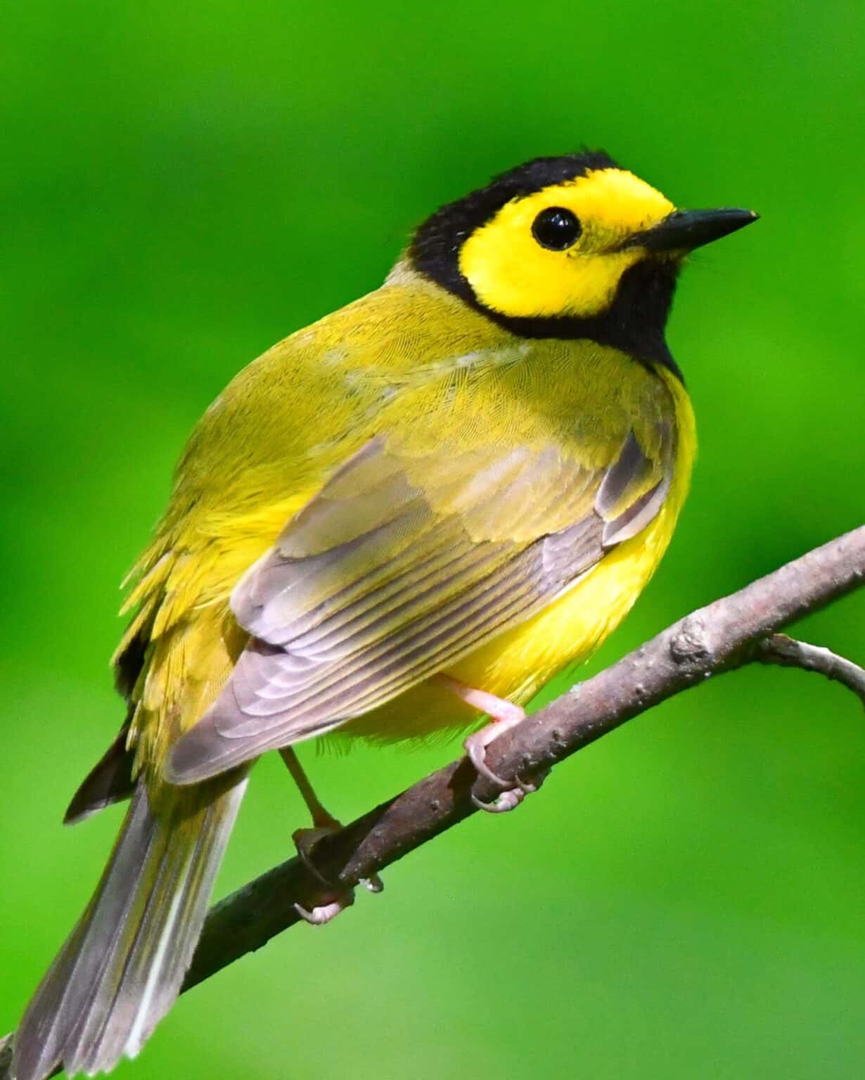 52 Yellow and Black Birds (With Pictures & ID Guide)