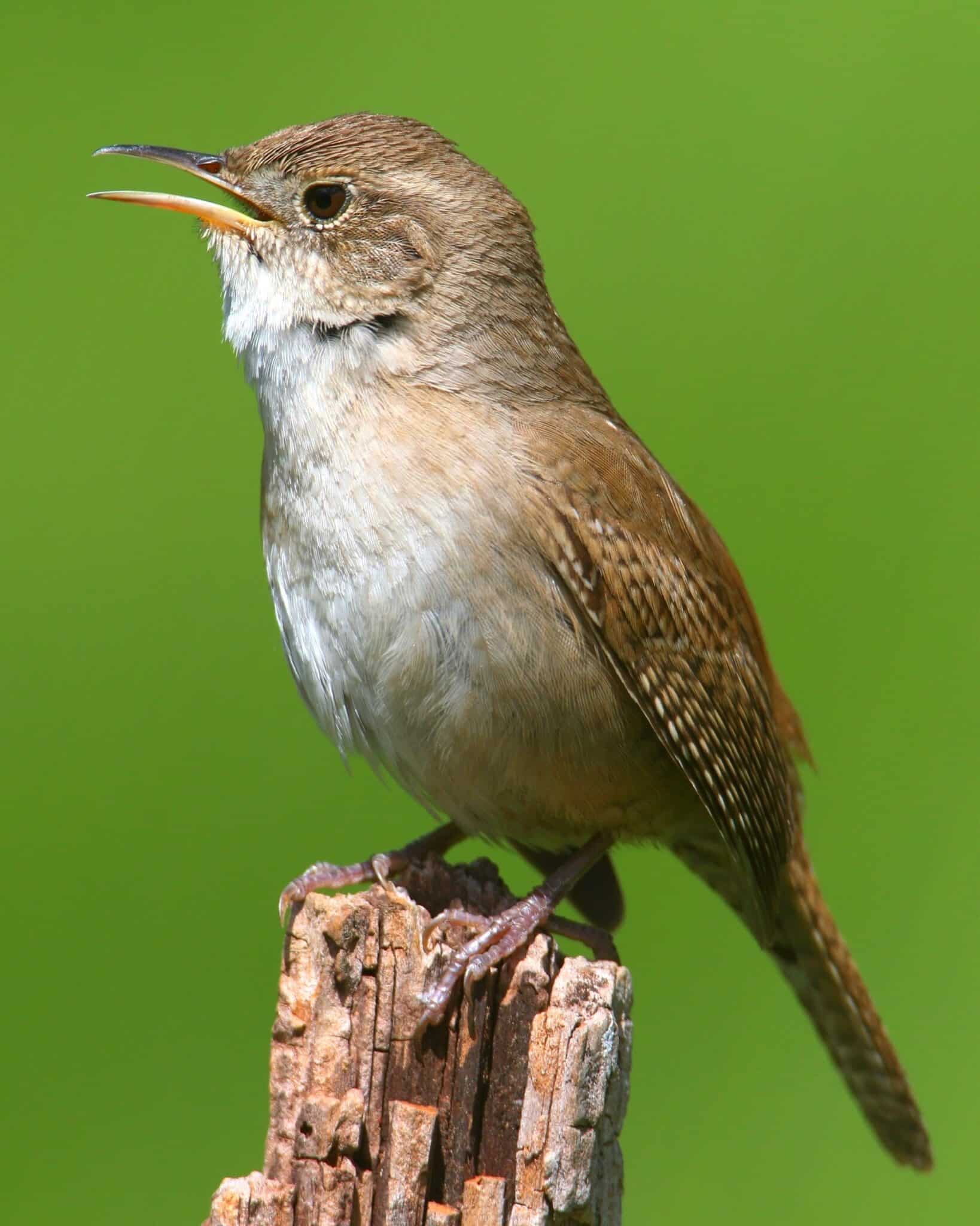 Small Wren 50 Small Brown Birds to Brighten Your Day