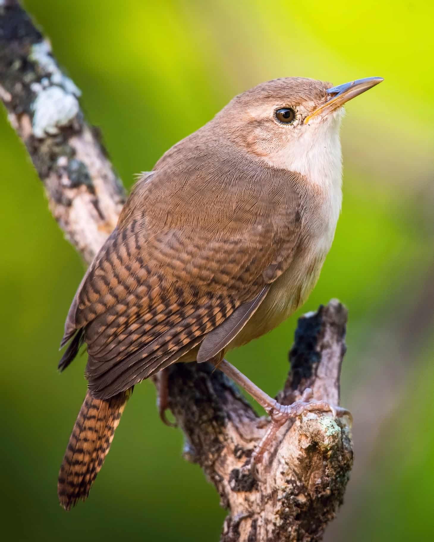 Small Wren 24 Small Birds With Long Beaks - Bird Helpful
