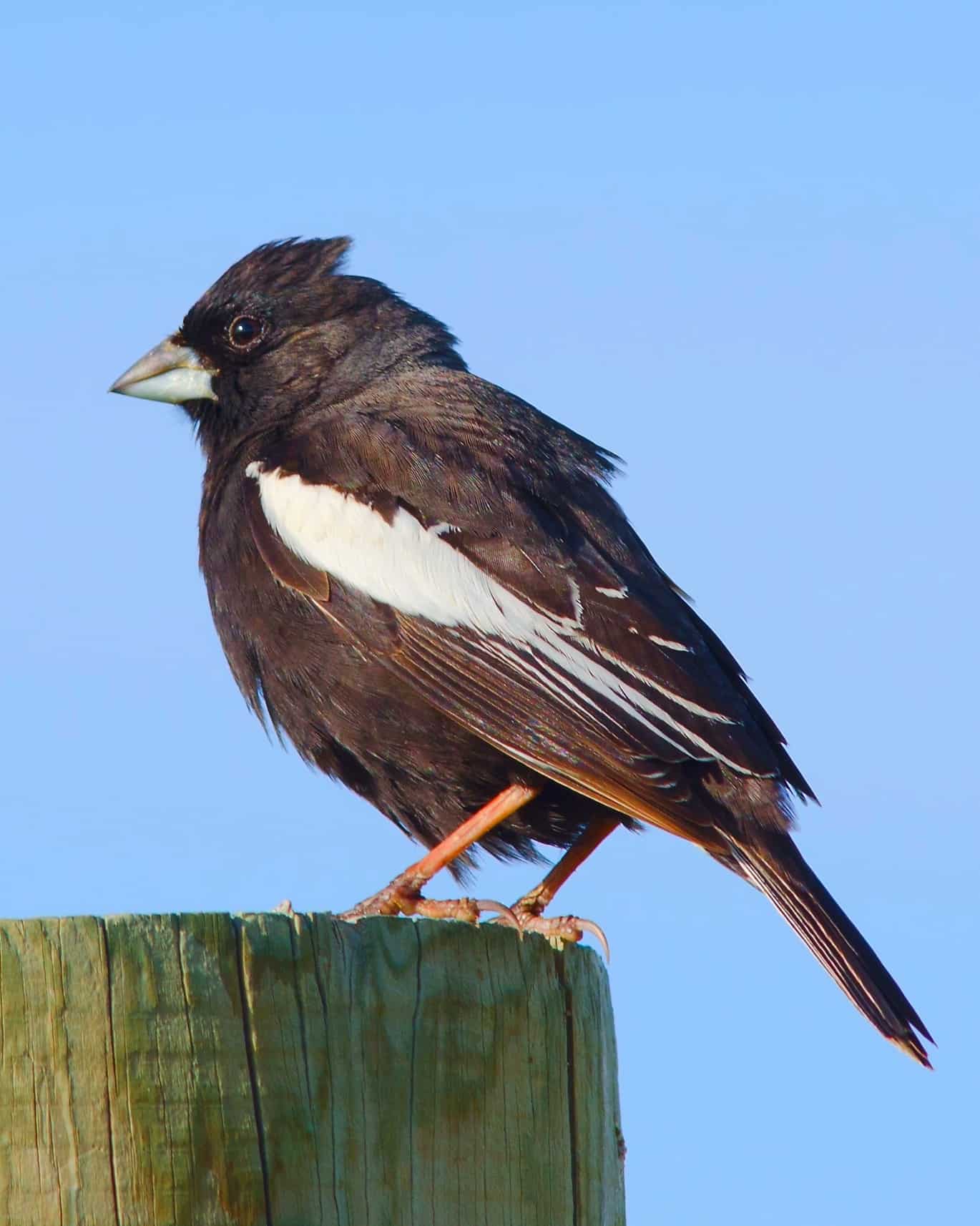 33 Black Birds With White Stripes on Wings (With Pictures)