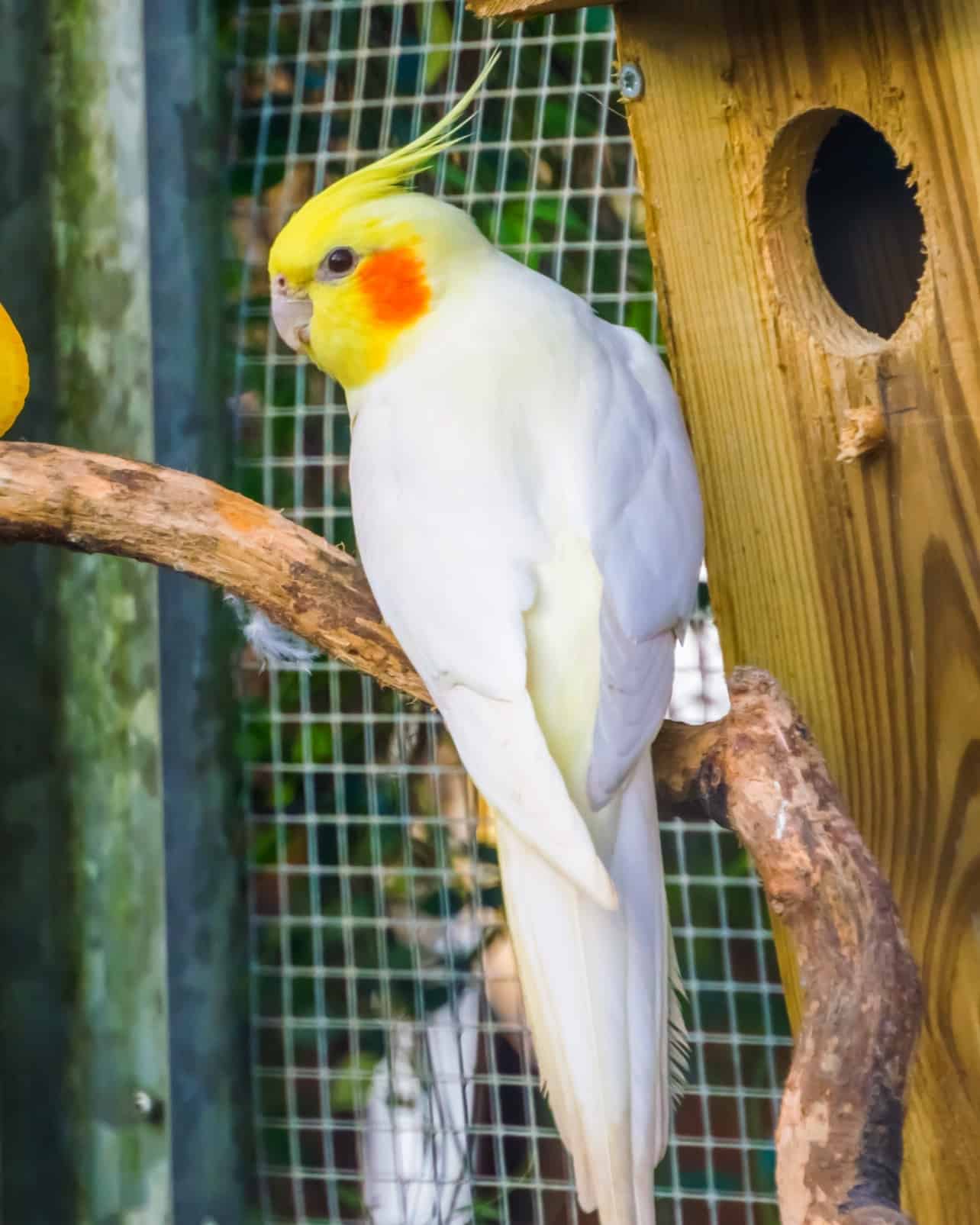 How Much Does a Cockatiel Cost? (2024 Updated)