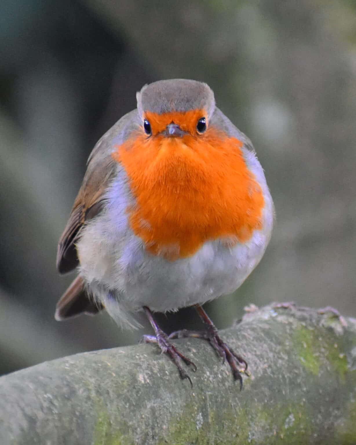 Male vs. Female Robins 9 Main Differences Explained