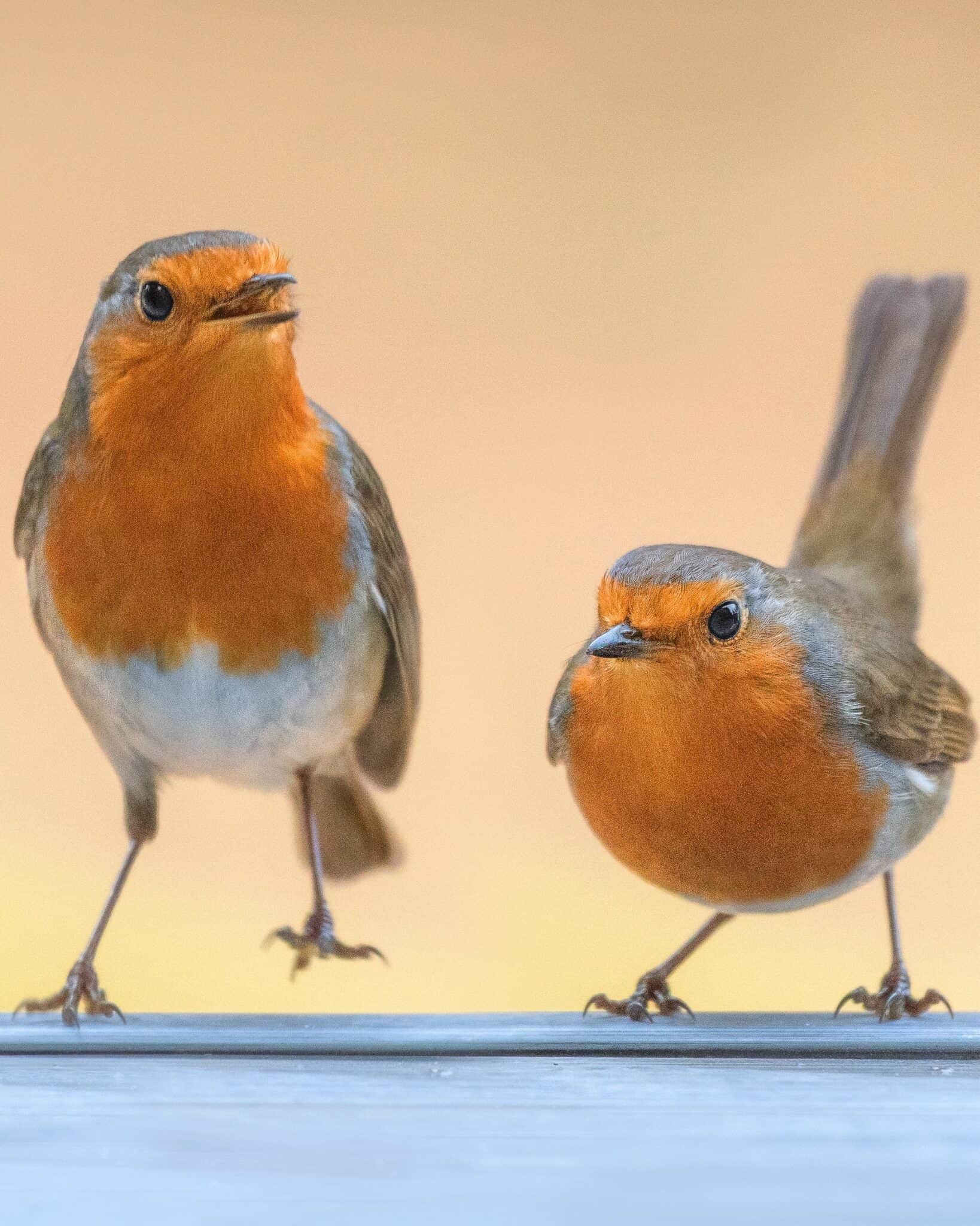 Male vs. Female Robins 9 Main Differences Explained