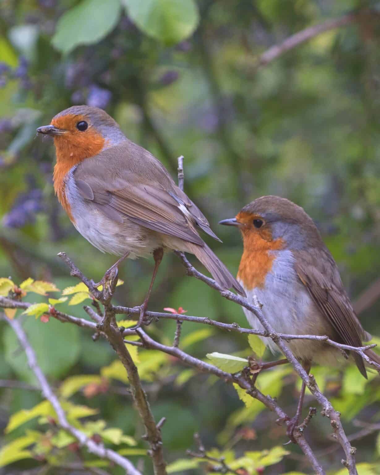 Male vs. Female Robins 9 Main Differences Explained
