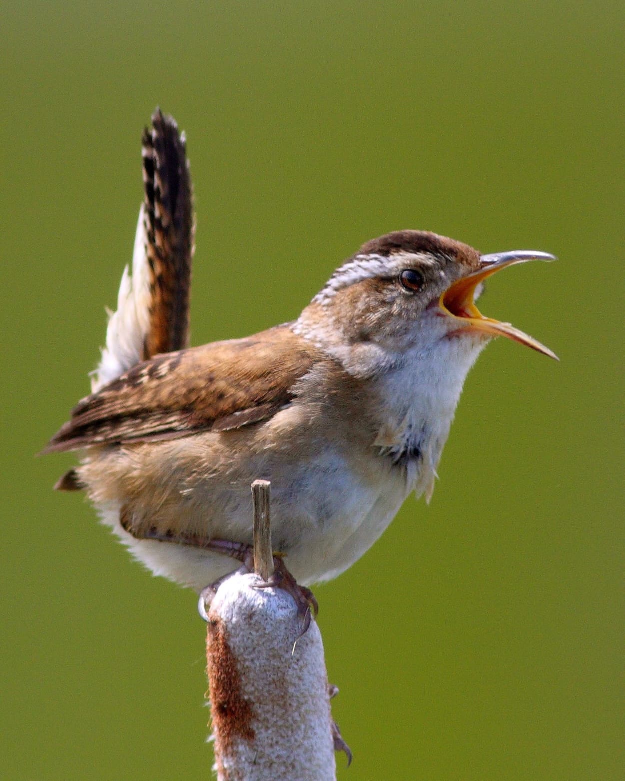 Small Wren 50 Small Brown Birds to Brighten Your Day