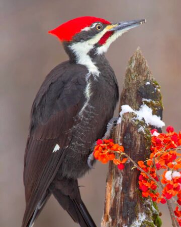 34 Black Birds With Red Heads - Bird Helpful