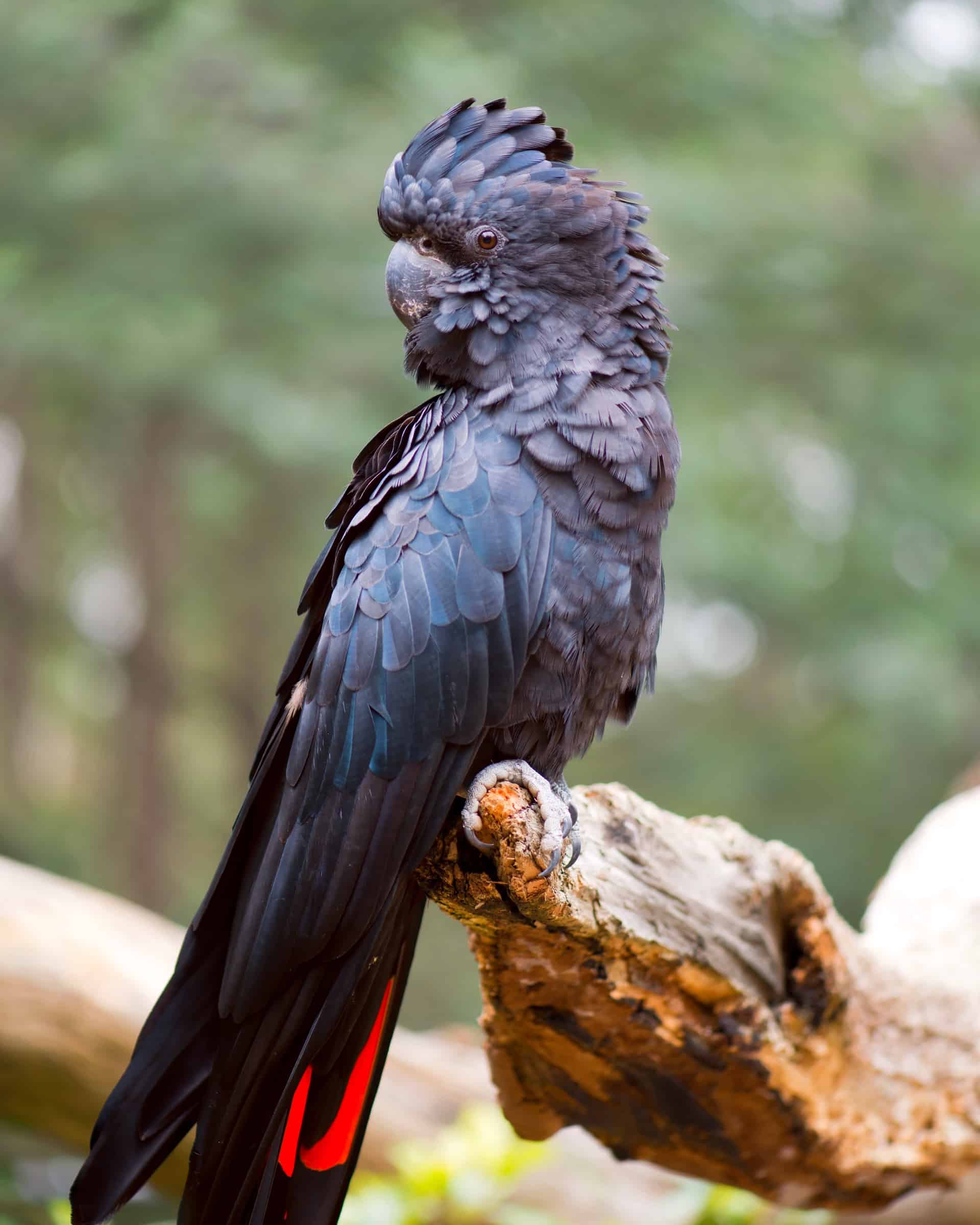 How Much Does a Cockatoo Cost? (2024 Updated)