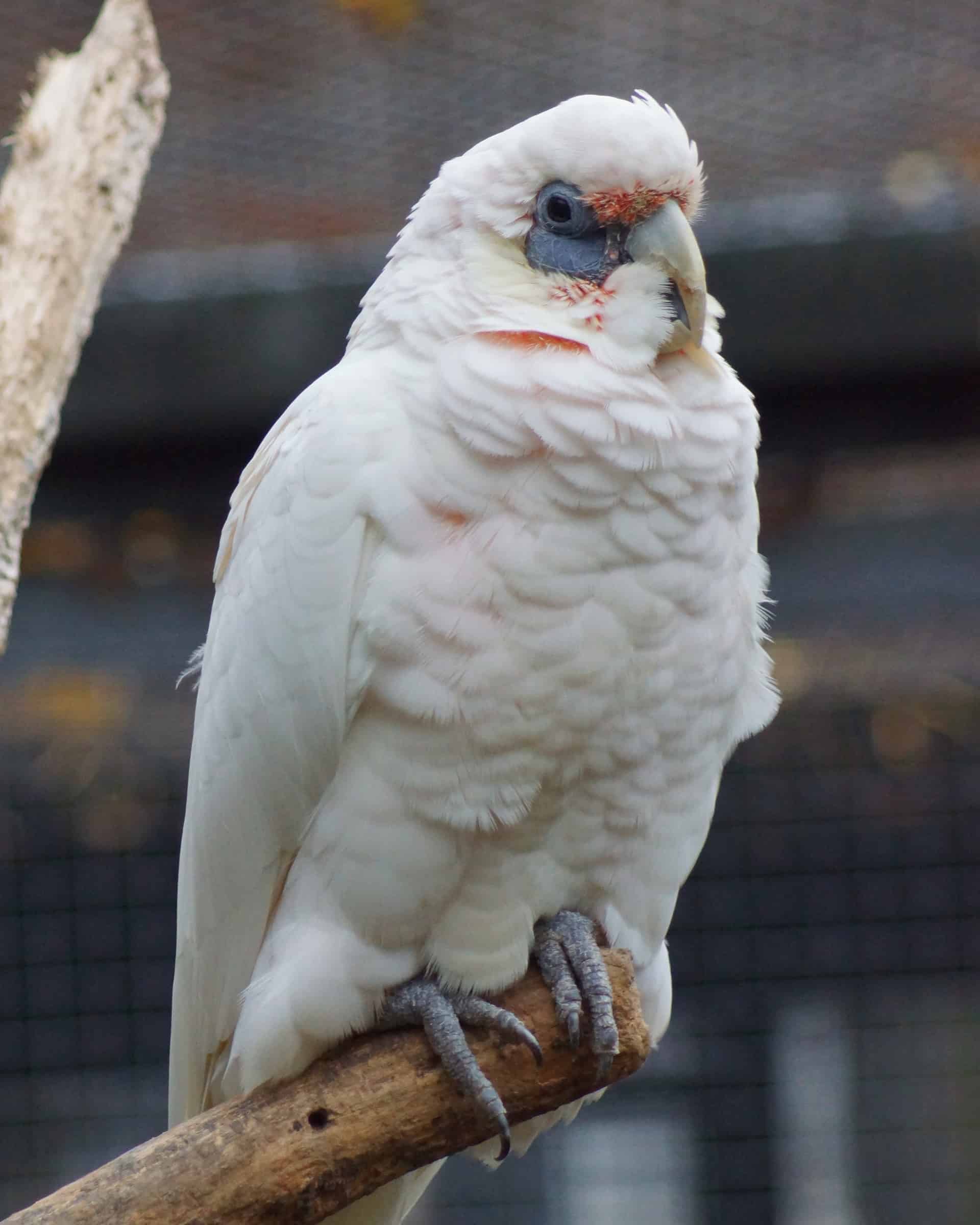 How Much Does a Cockatoo Cost? (2024 Updated)