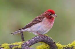 Why Do Crows Gather and Caw in Large Groups?