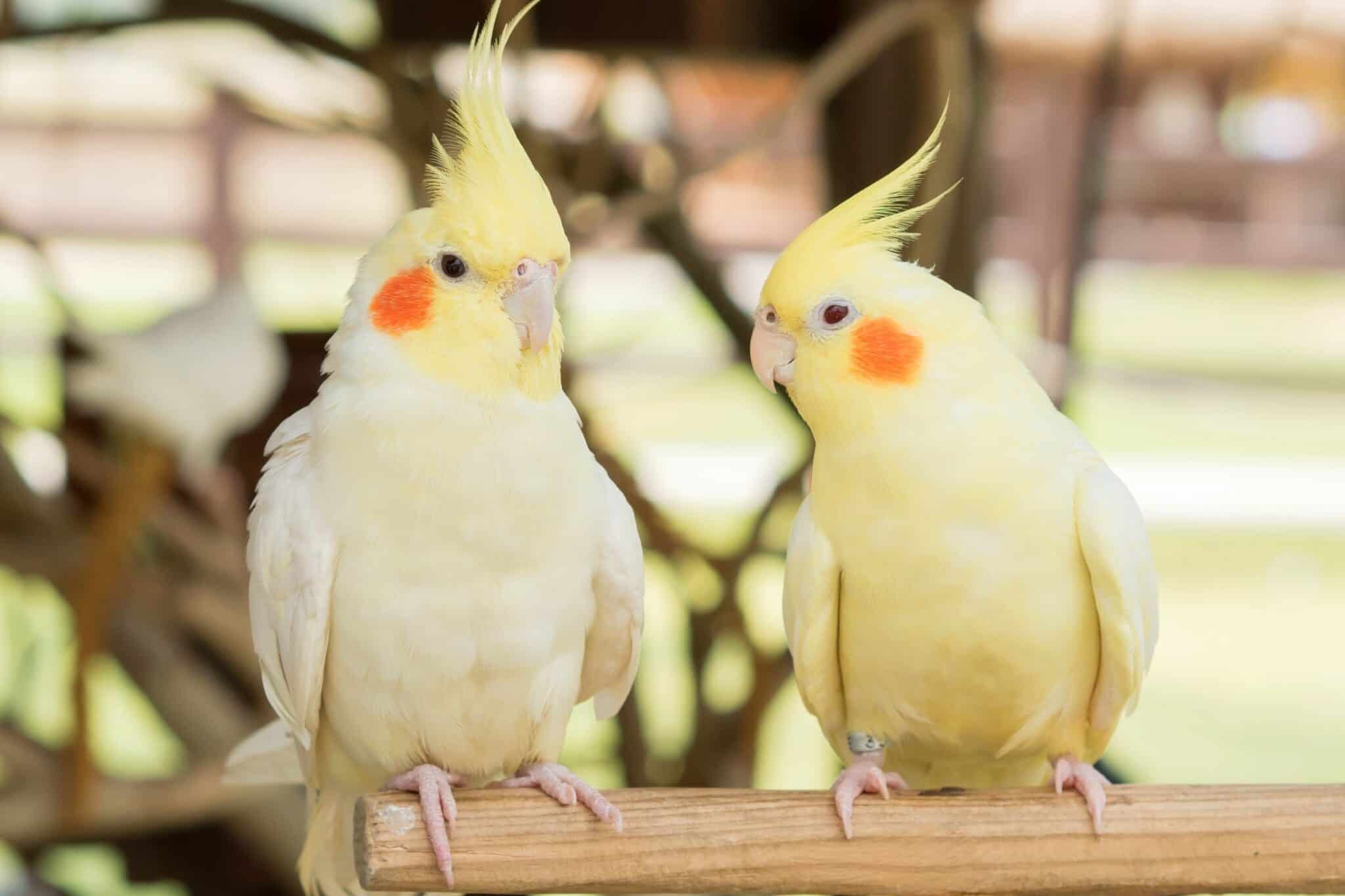 How Much Does a Cockatiel Cost? (2024 Updated)
