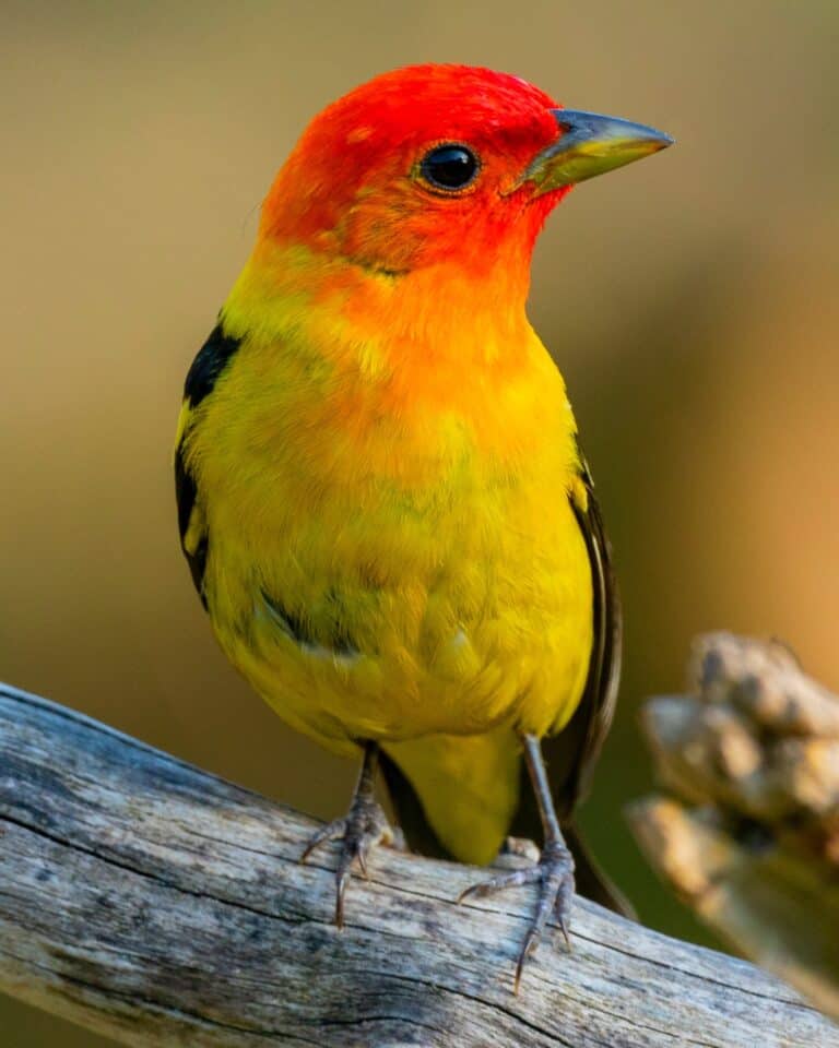 49 Birds With Orange Chests (With Pictures) Bird Helpful