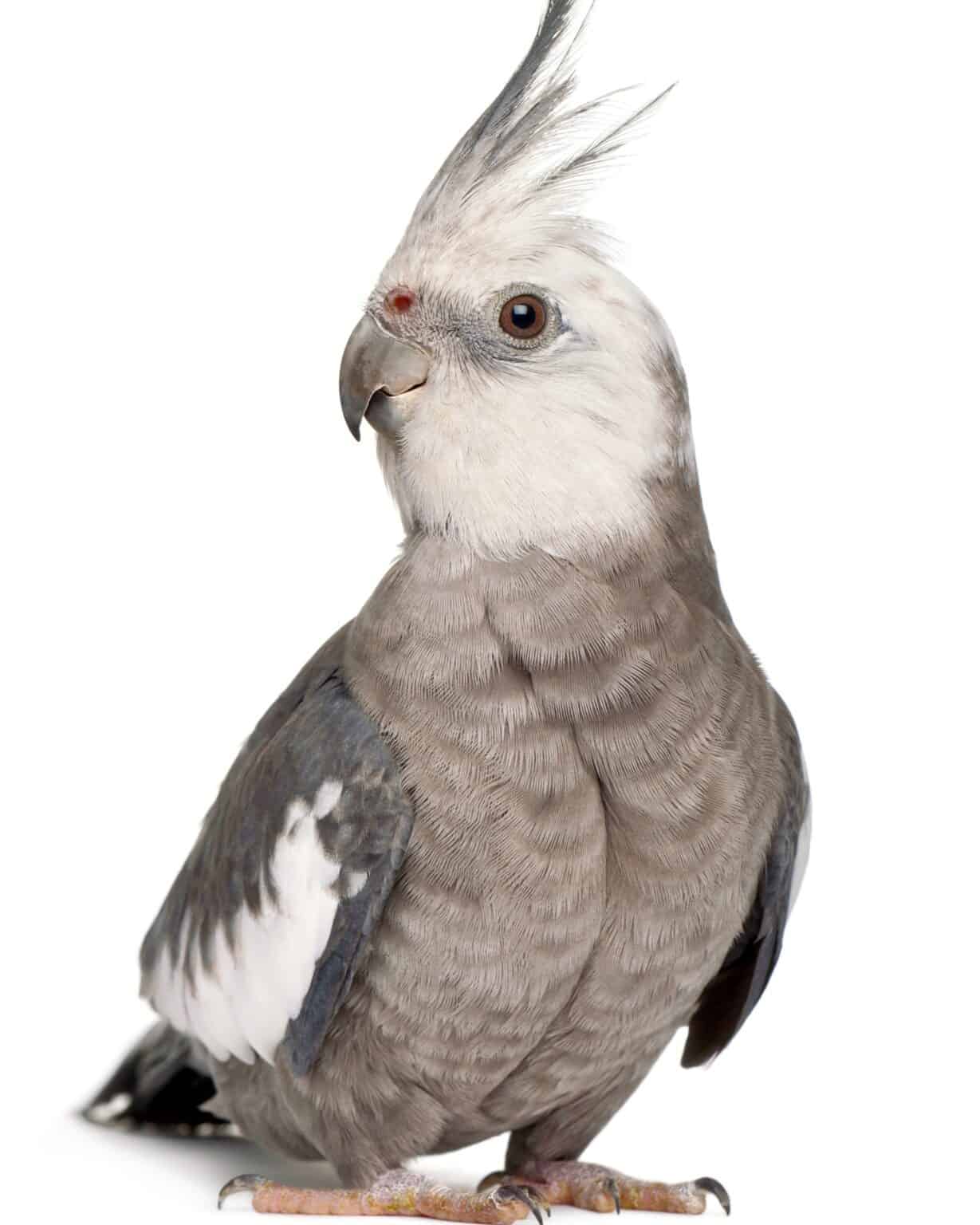 How Much Does a Cockatiel Cost? (2024 Updated)