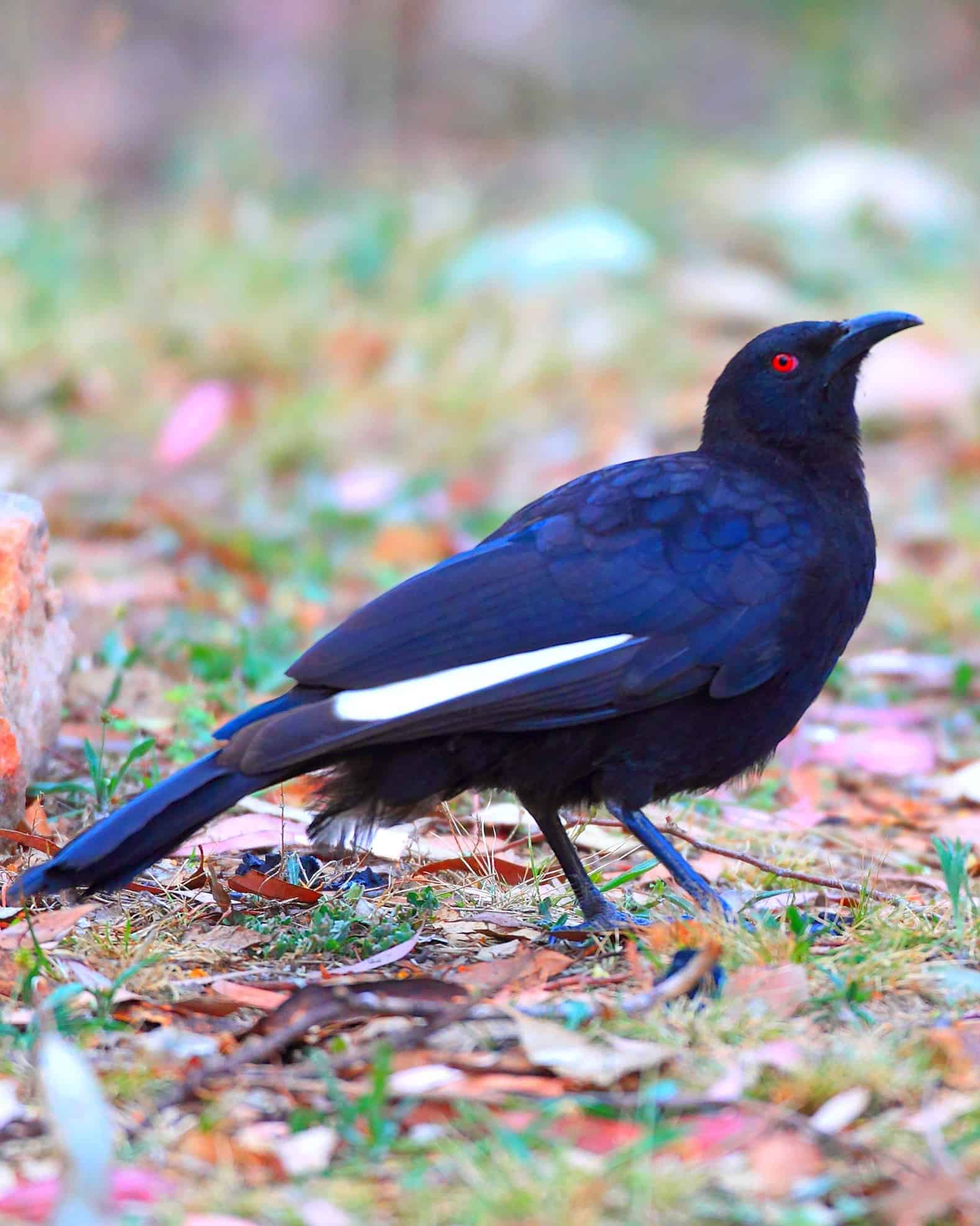 33 Black Birds With White Stripes on Wings (With Pictures)