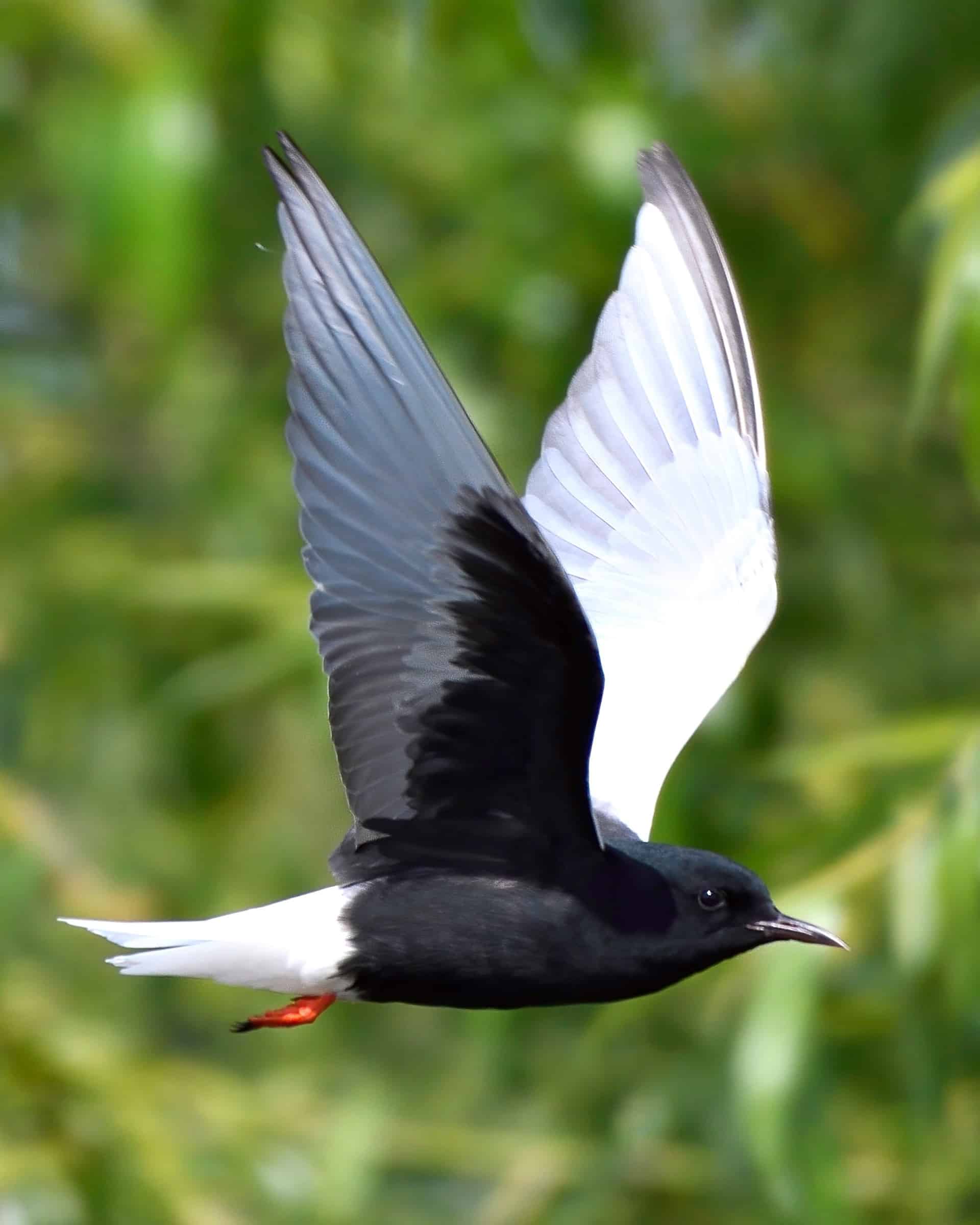 33 Black Birds With White Stripes on Wings (With Pictures)