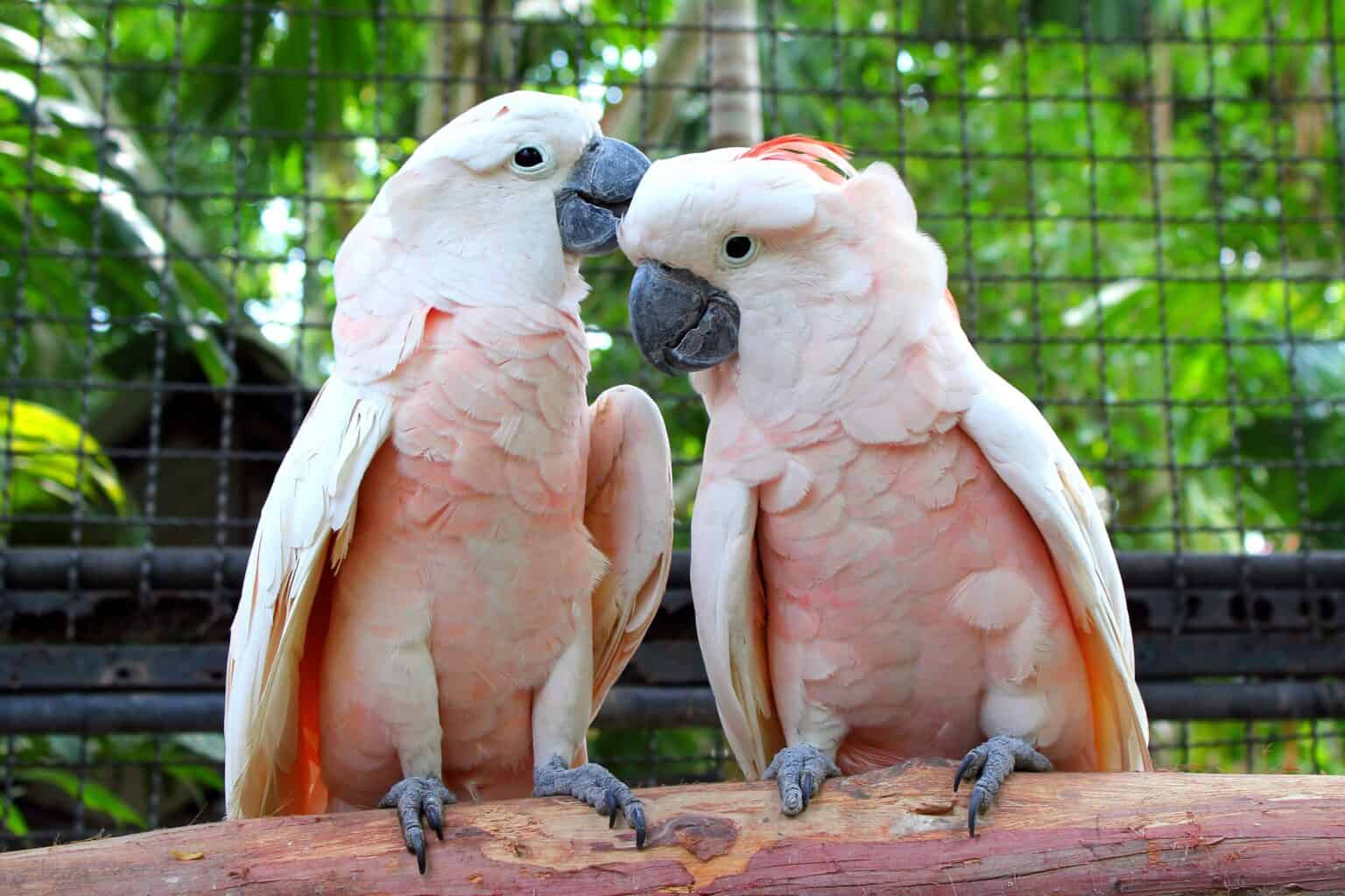 How Much Does a Cockatoo Cost? (2024 Updated)