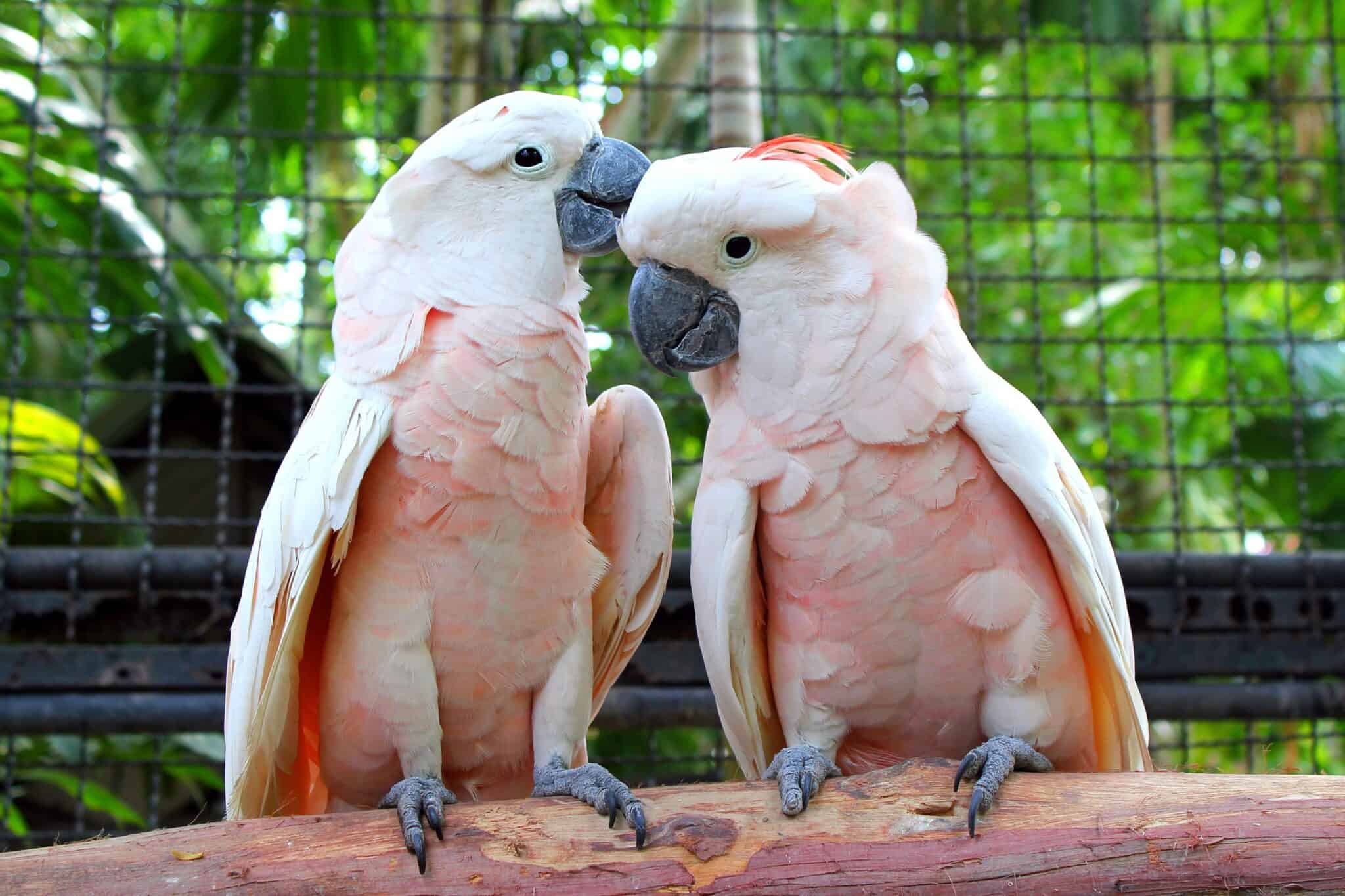 How Much Does a Cockatoo Cost? (2024 Updated)