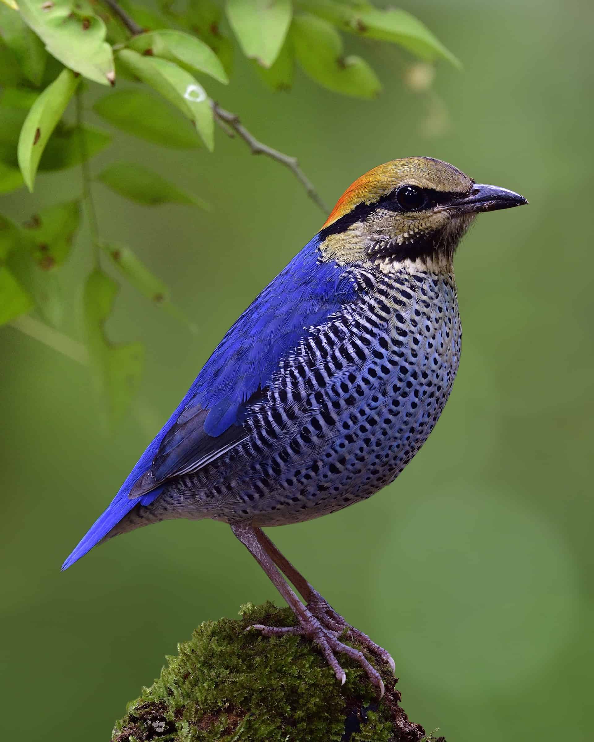 Blue Woodpeckers: Do They Really Exist? - Bird Helpful