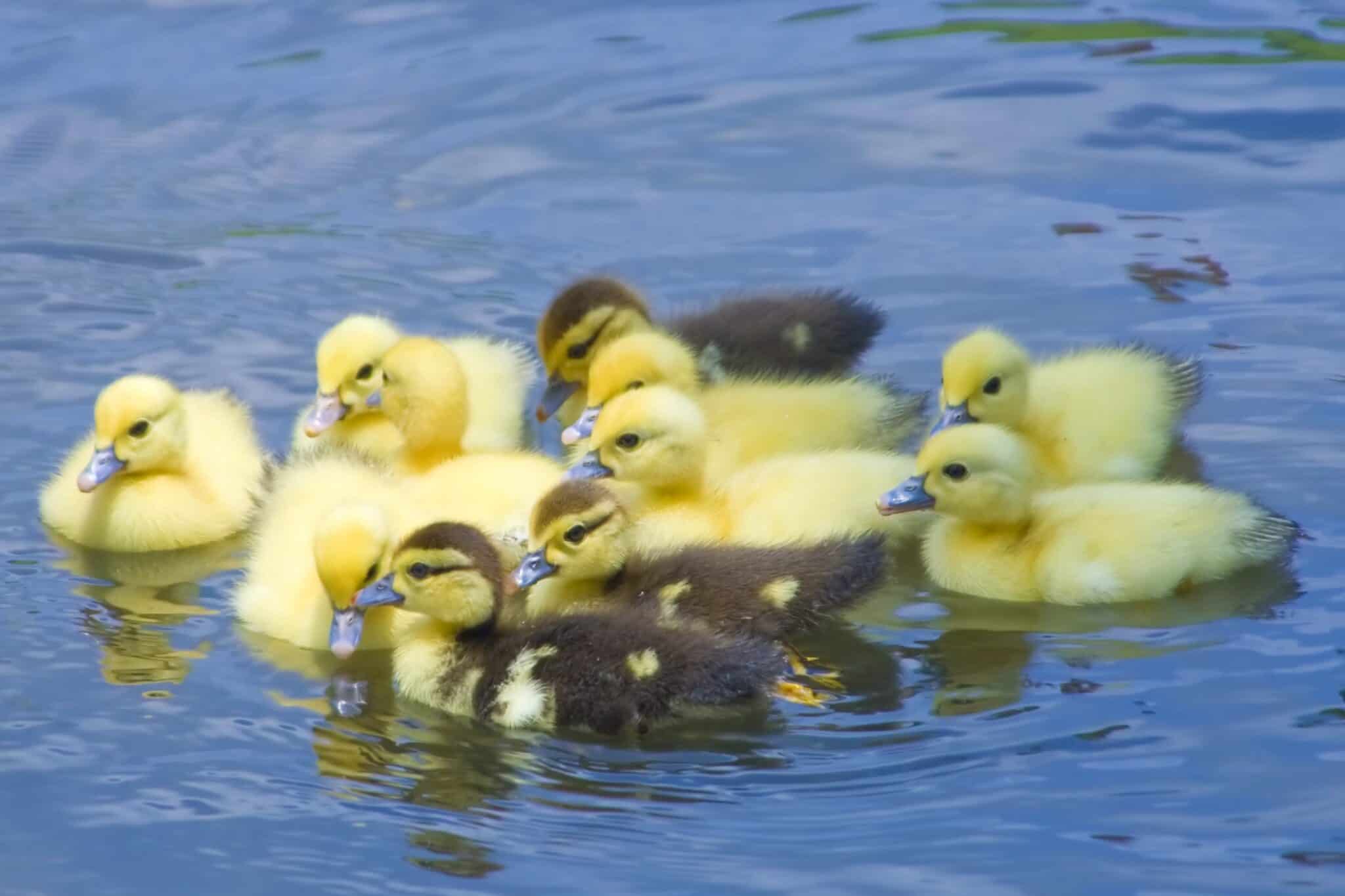 Can Ducks Fly? (Distance, Height, Speed & FAQs) Bird Helpful