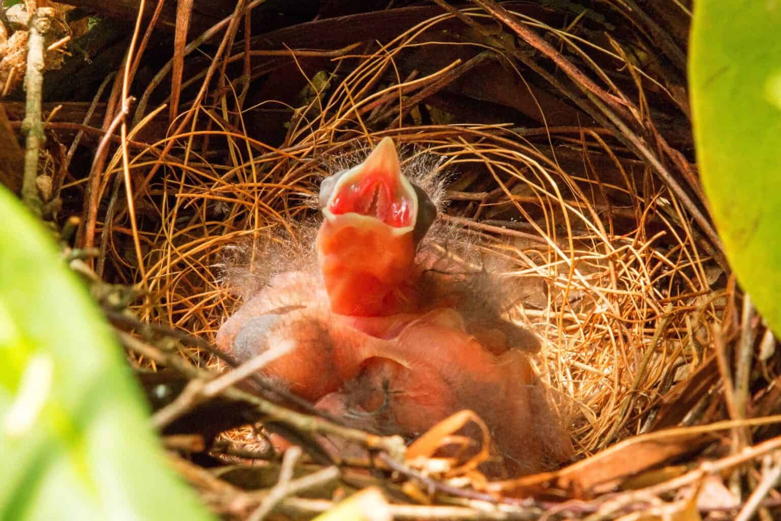 Baby Cardinals Everything You Need to Know