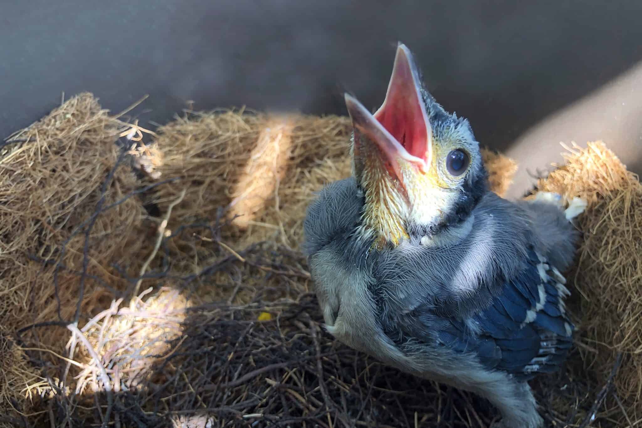 Baby Blue Jays All You Need to Know
