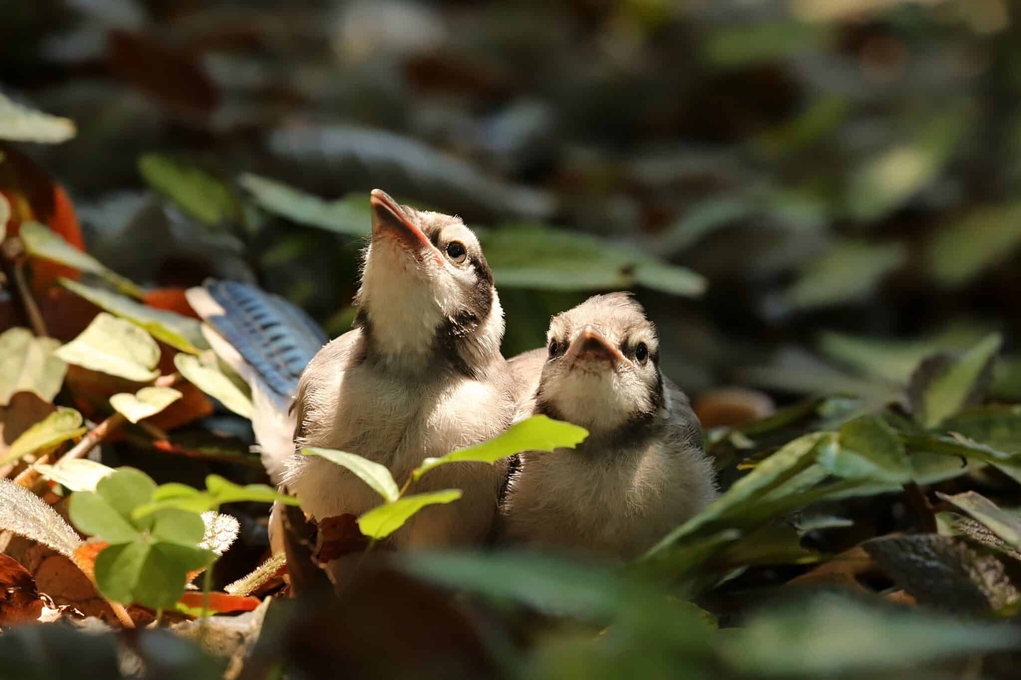 Baby Blue Jays All You Need to Know