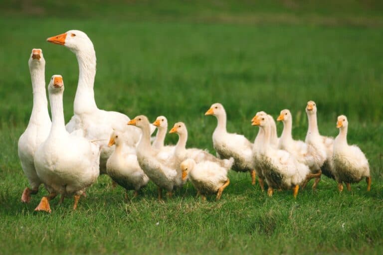 Baby Geese: Everything You Need to Know