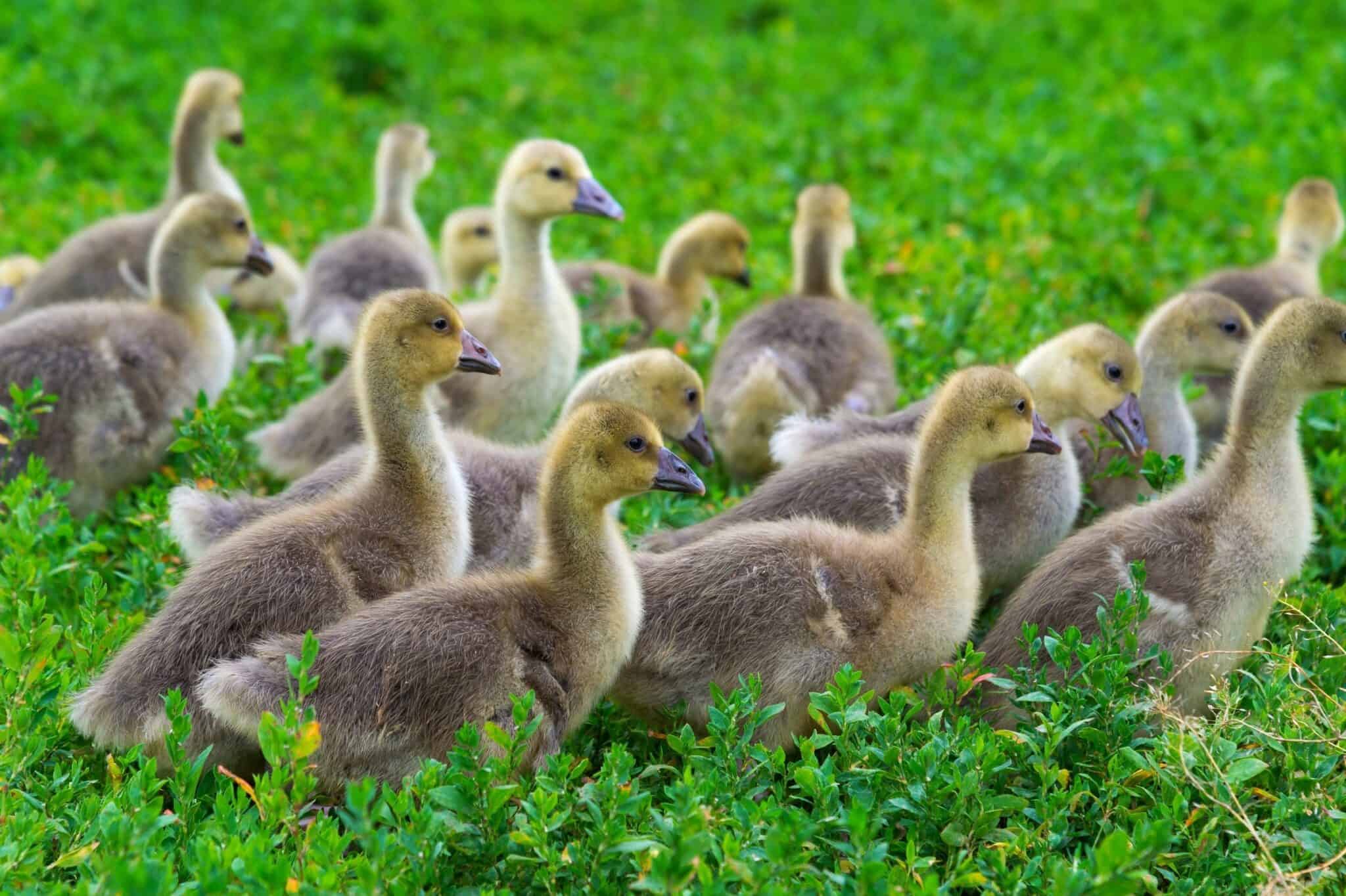 Baby Geese Everything You Need to Know