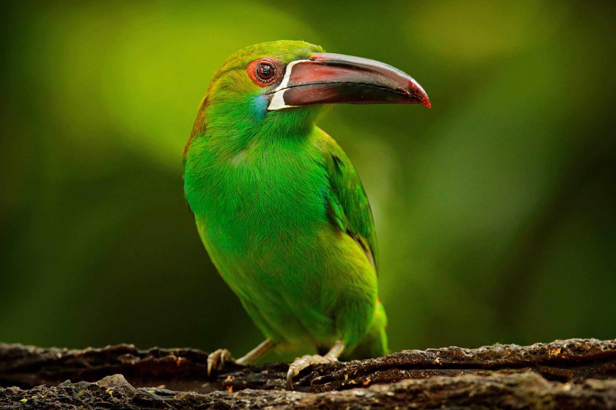 Baby Toucans: Everything You Need to Know