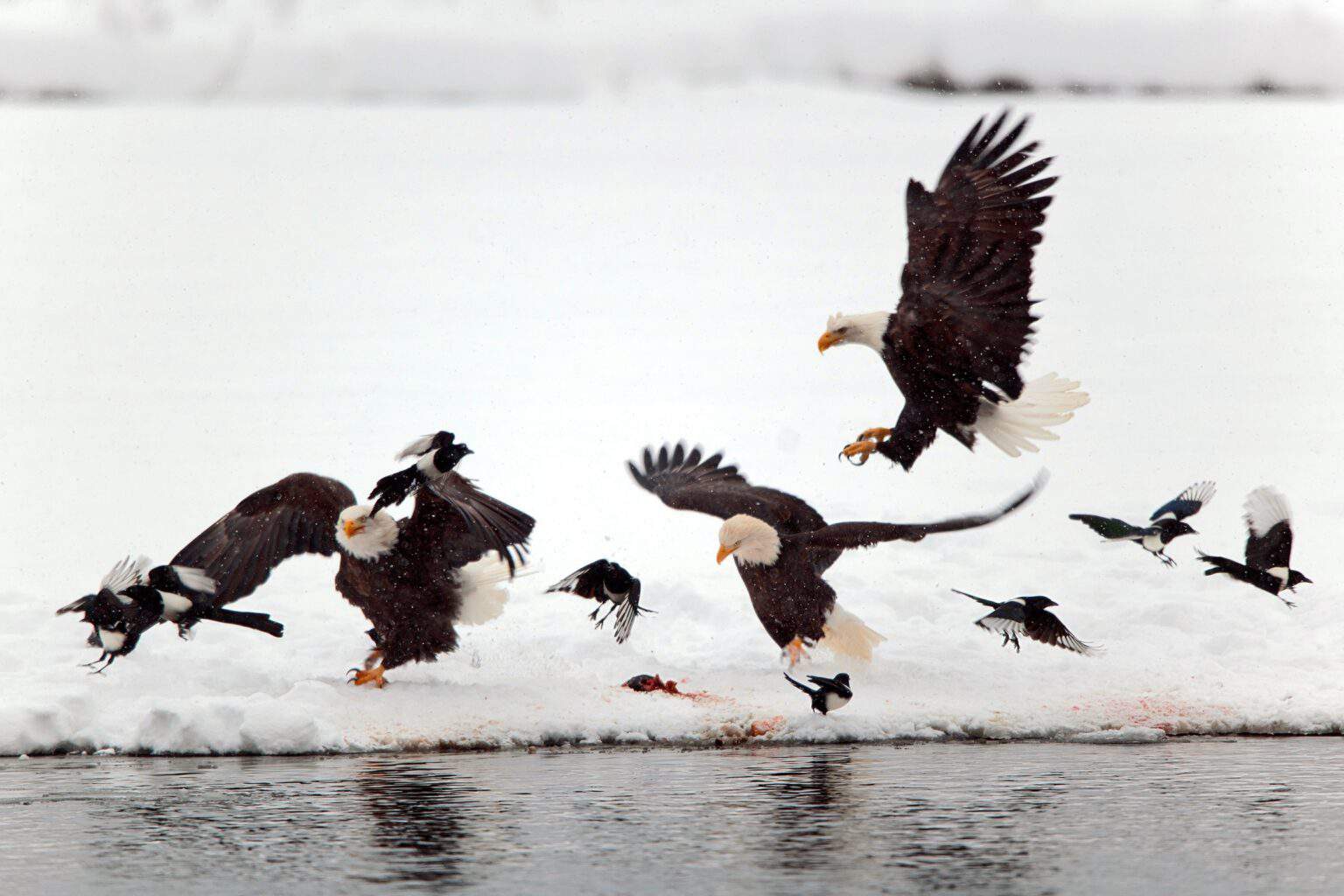 How Long Do Bald Eagles Live? Bald Eagle Lifespan & Facts