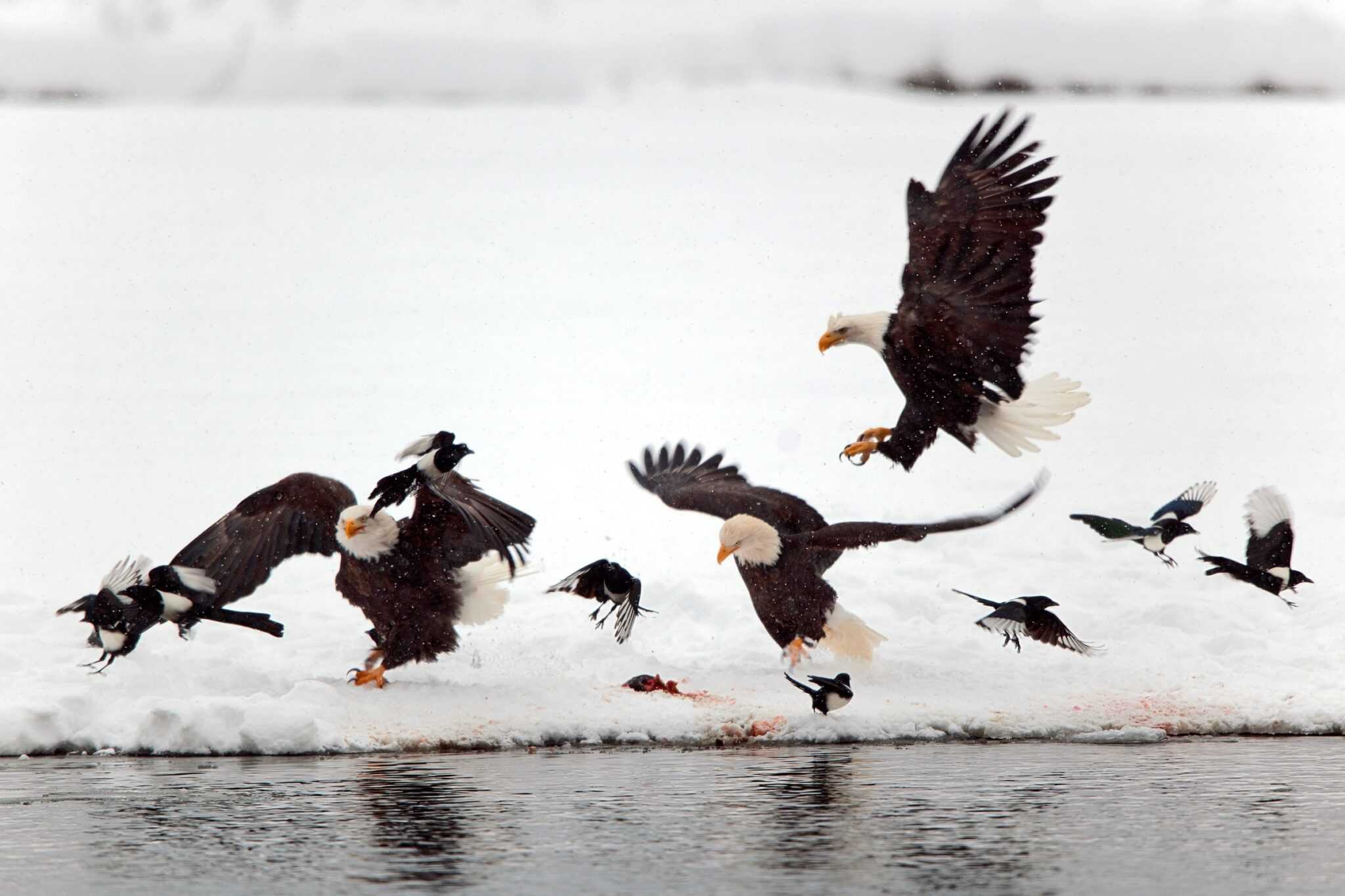 How Long Do Bald Eagles Live? Bald Eagle Lifespan & Facts