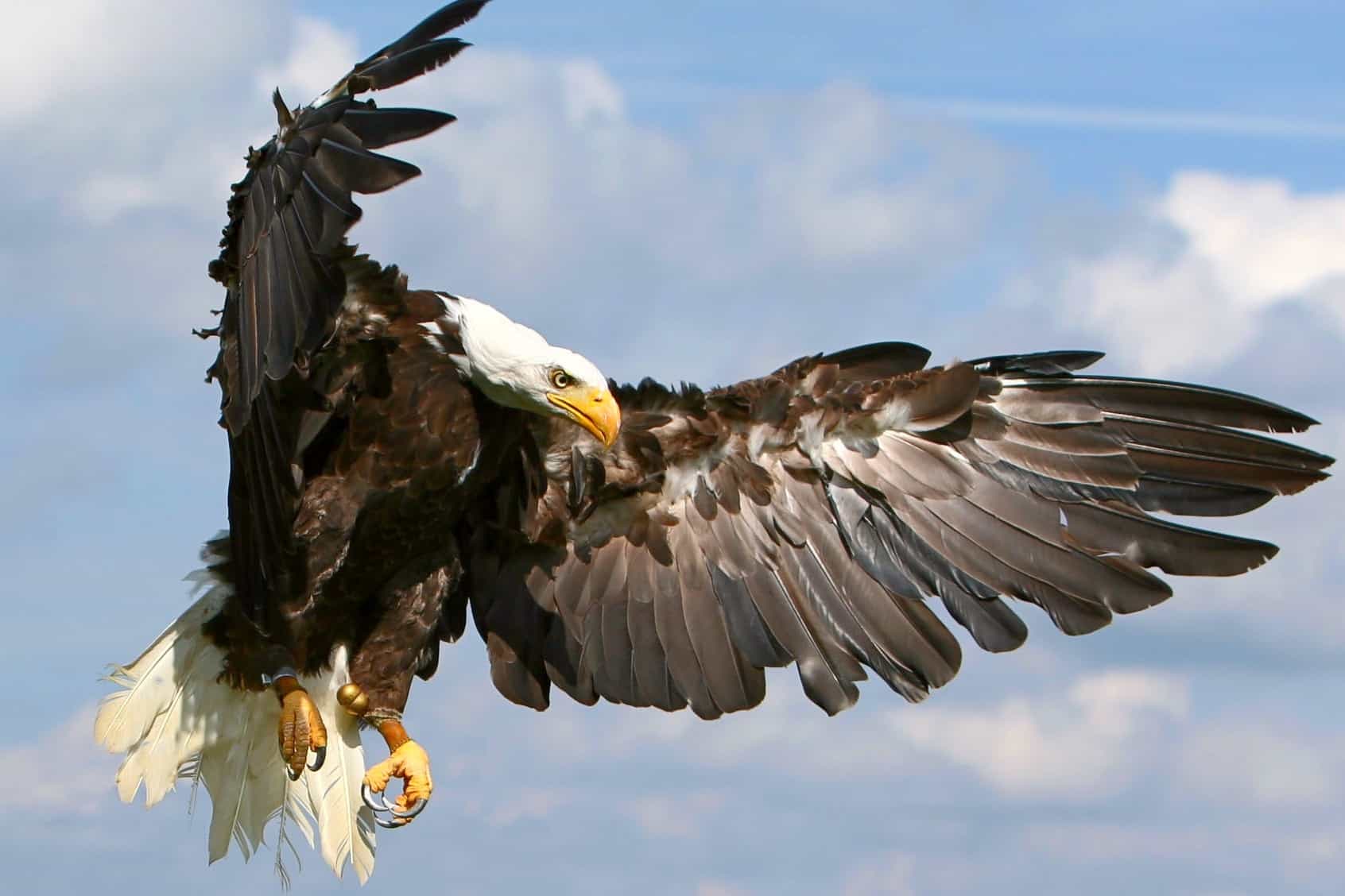 How Long Do Bald Eagles Live? Bald Eagle Lifespan & Facts