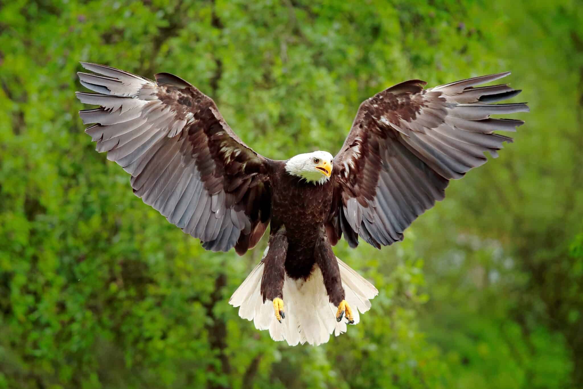How Long Do Bald Eagles Live? Bald Eagle Lifespan & Facts