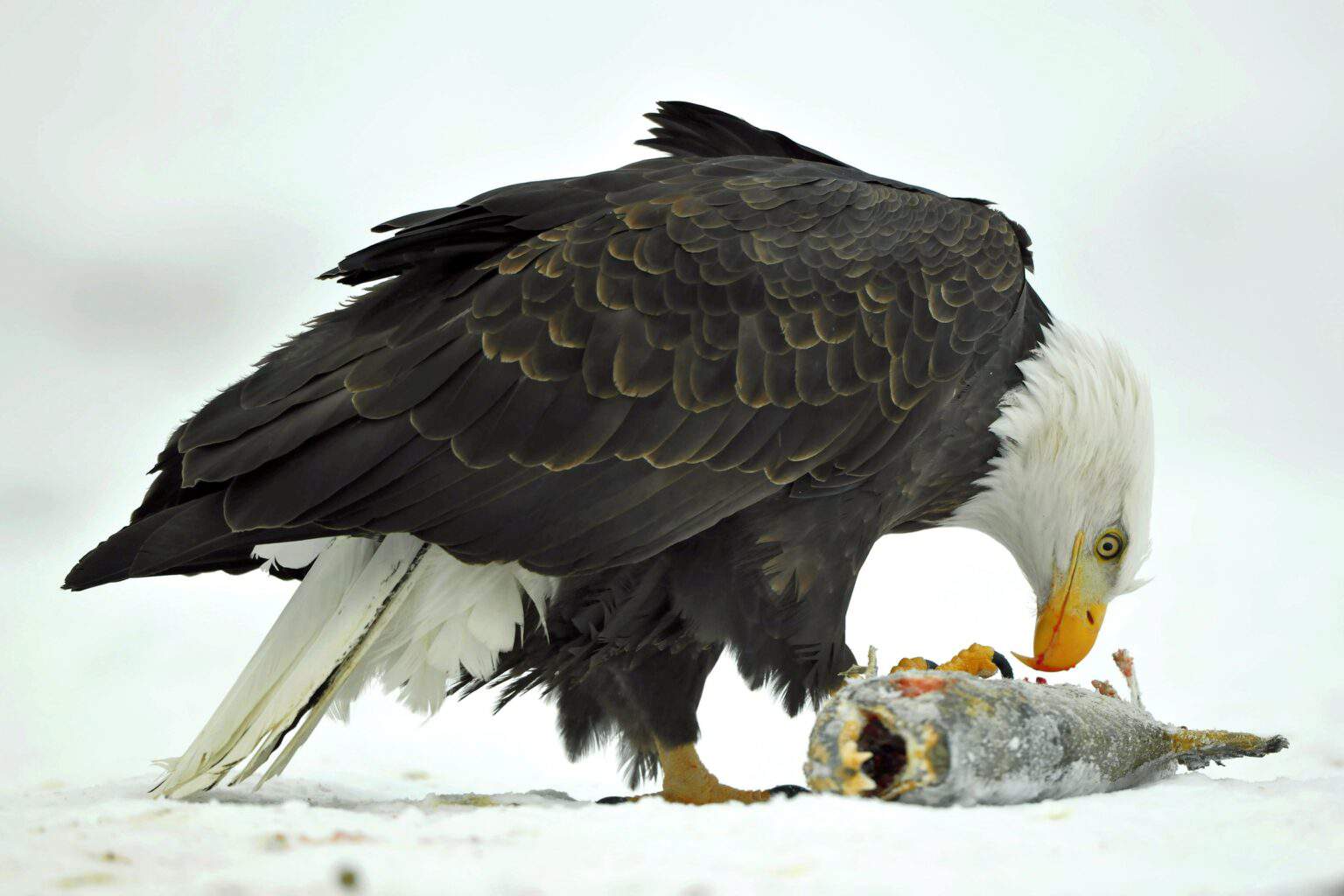 How Long Do Bald Eagles Live? Bald Eagle Lifespan & Facts