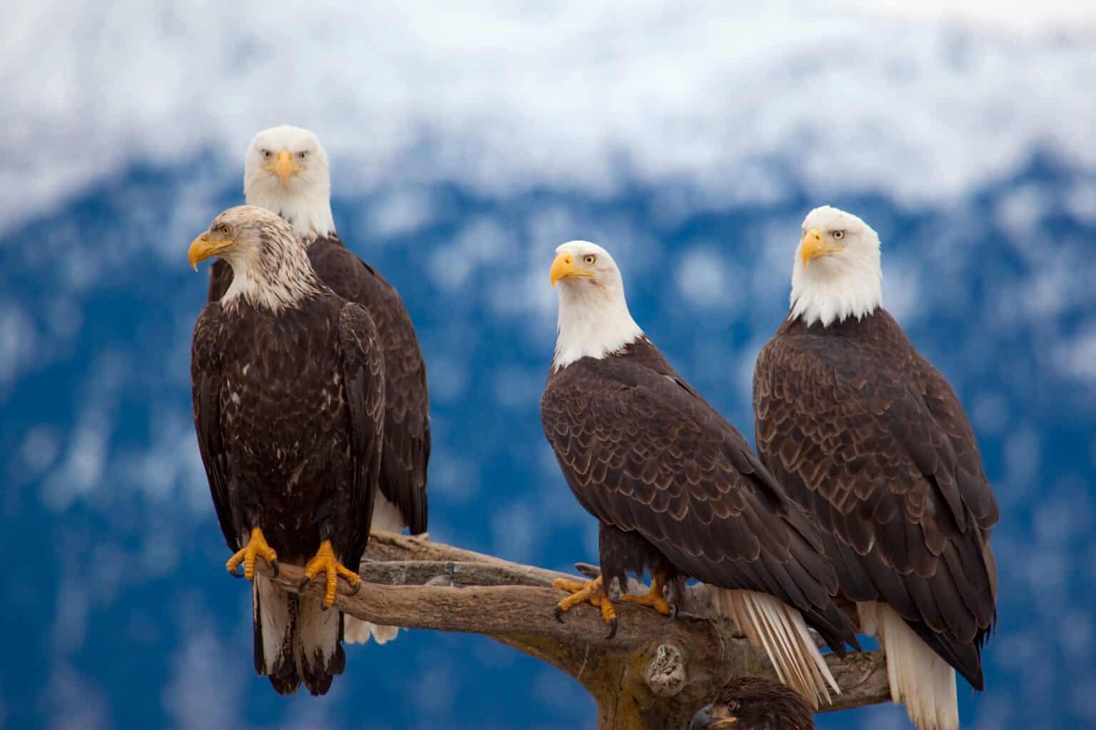 How Long Do Bald Eagles Live? - Bald Eagle Lifespan & Facts