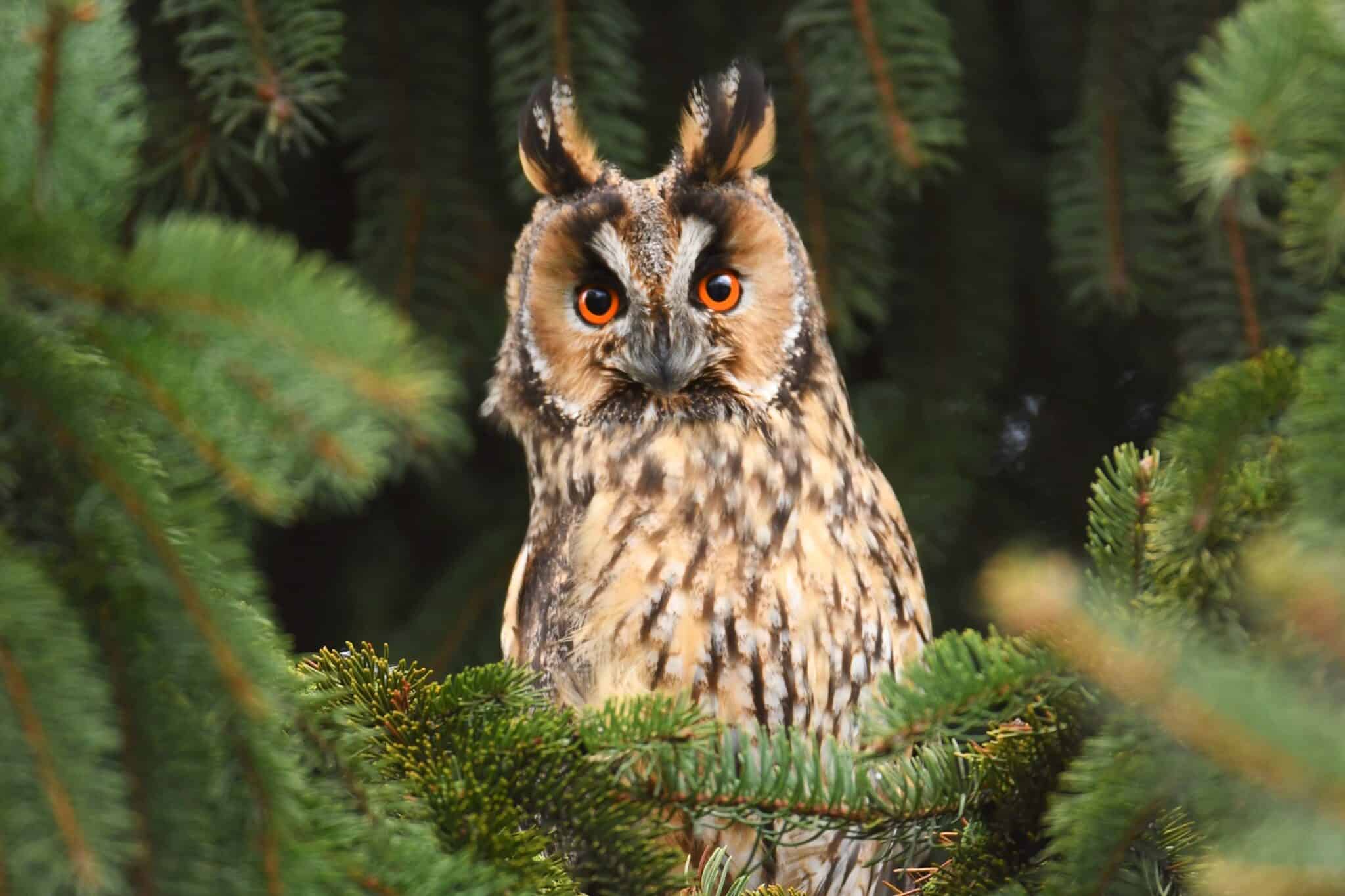 Do Birds Have Ears? Everything You Need to Know!