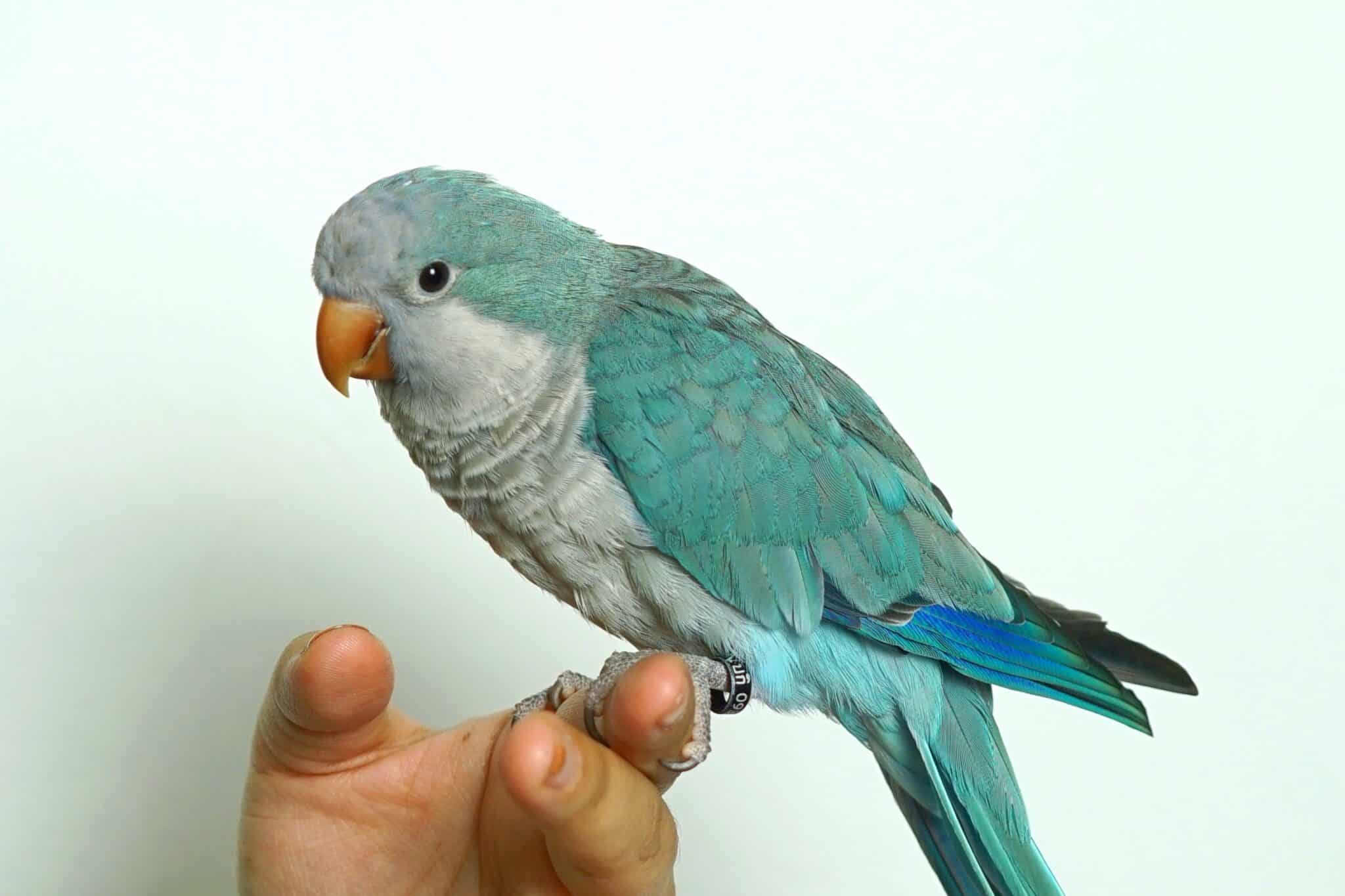 Blue Quaker Parrot Information, Behavior, Care & Pictures